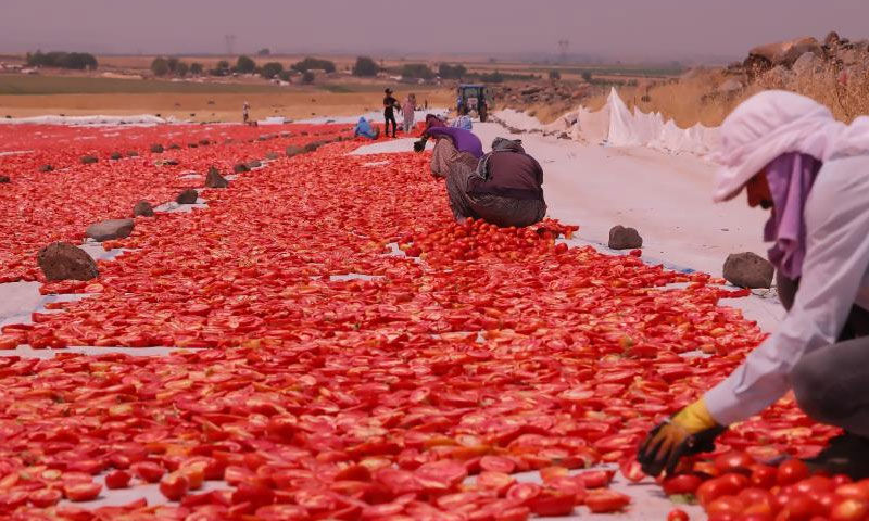 “Siverek’in altını”na dünya talip! Birçok ülkeye ihraç ediliyor, almak için sıraya giriyorlar - 3. Resim
