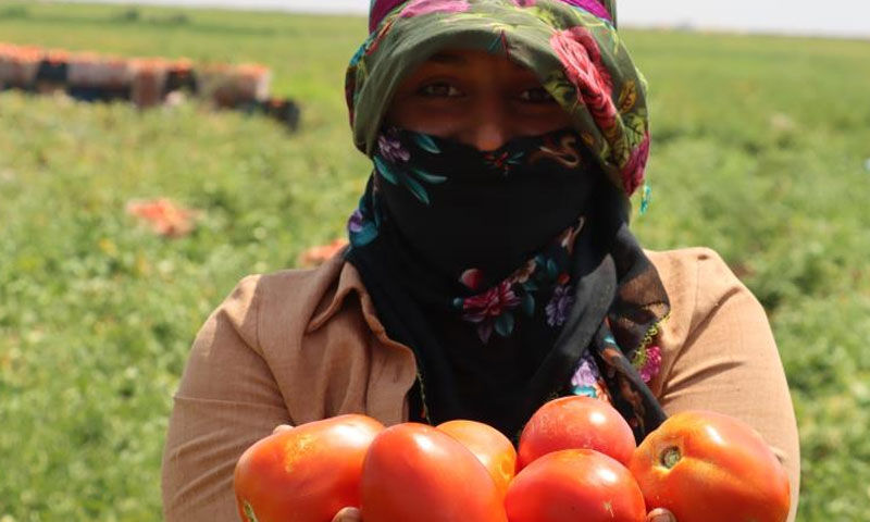 “Siverek’in altını”na dünya talip! Birçok ülkeye ihraç ediliyor, almak için sıraya giriyorlar - 2. Resim