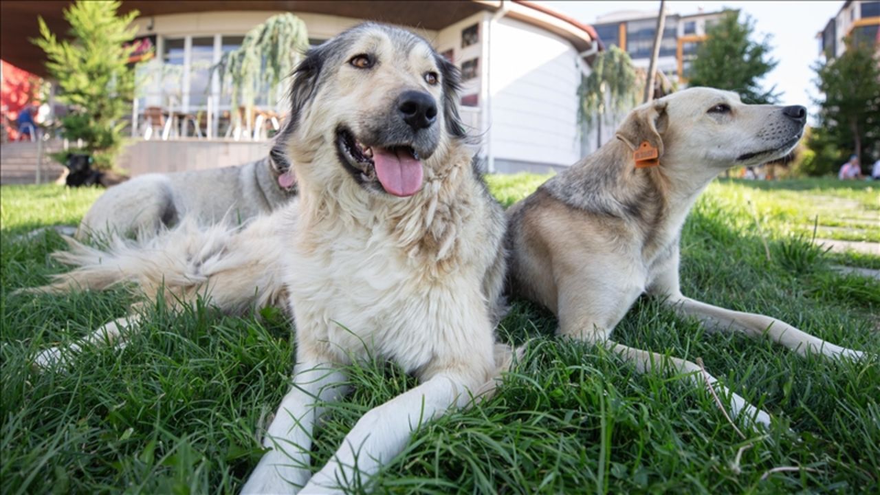Sokak köpekleri toplatılacak mı? İstanbul Valiliği açıkladı