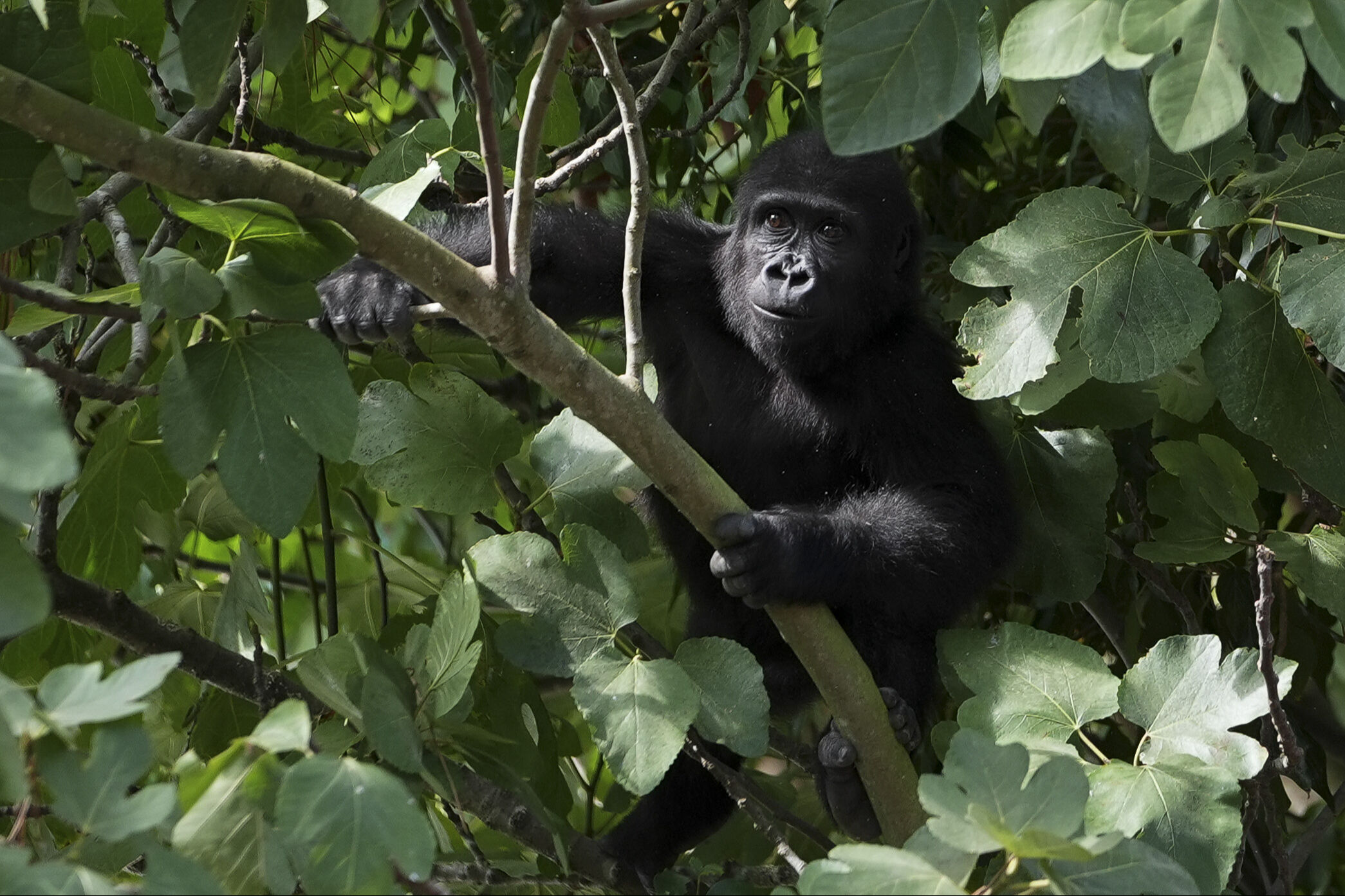 Tüm Türkiye ona isim aramıştı! Ve sürecin sonuna gelindi... 8 ay sonra evine dönüyor - 1. Resim