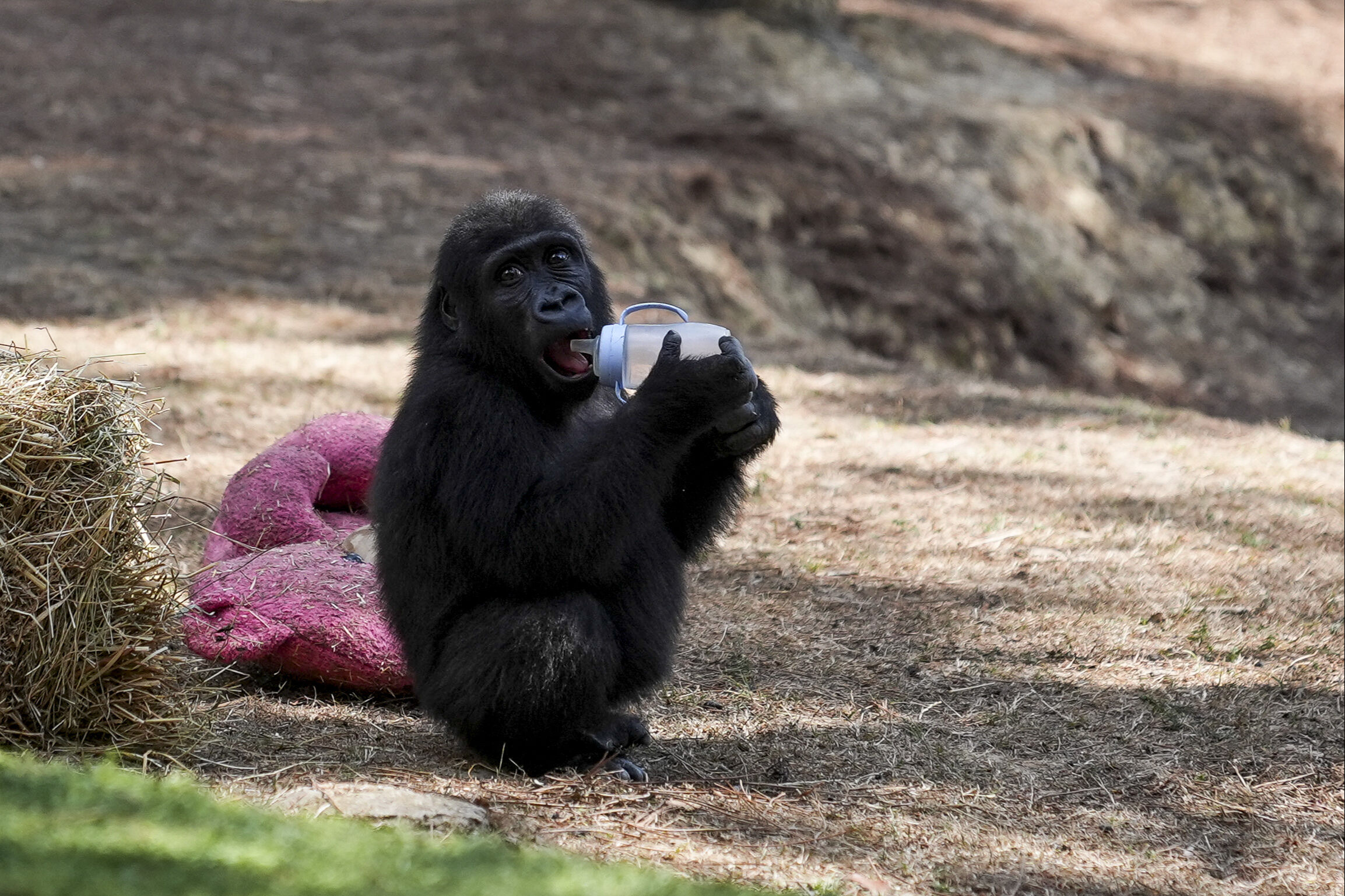 Tüm Türkiye ona isim aramıştı! Ve sürecin sonuna gelindi... 8 ay sonra evine dönüyor - 3. Resim