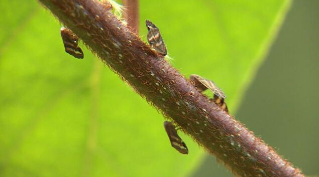 Vampir Kelebek nedir, Türkiye'de yayılıyor mı? Zararı merak ediliyor - 3. Resim