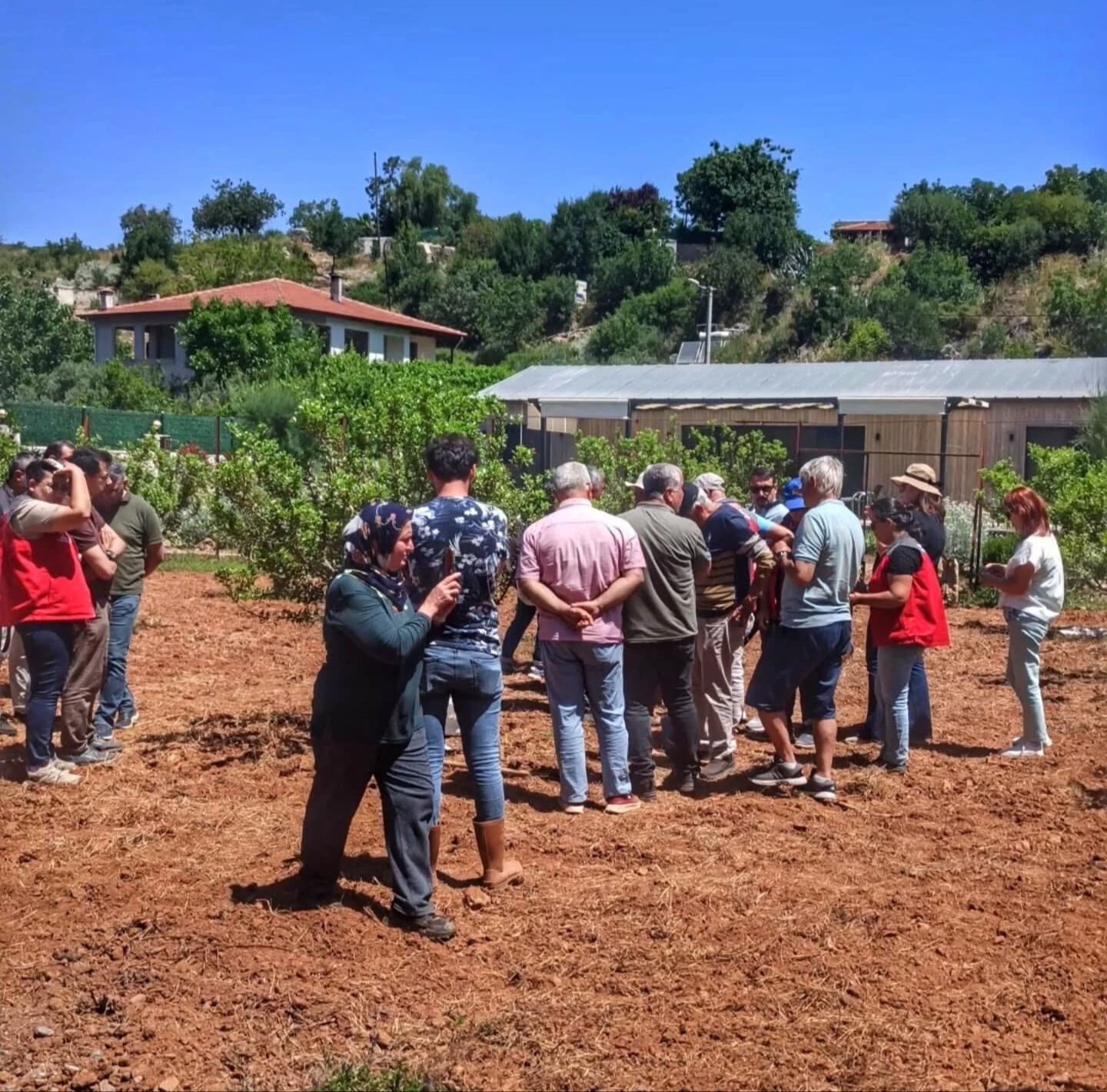 2018'de fidanları hibeyle dağıtılmıştı! Hasat başladı, kilosu 15-20 bin TL - 1. Resim