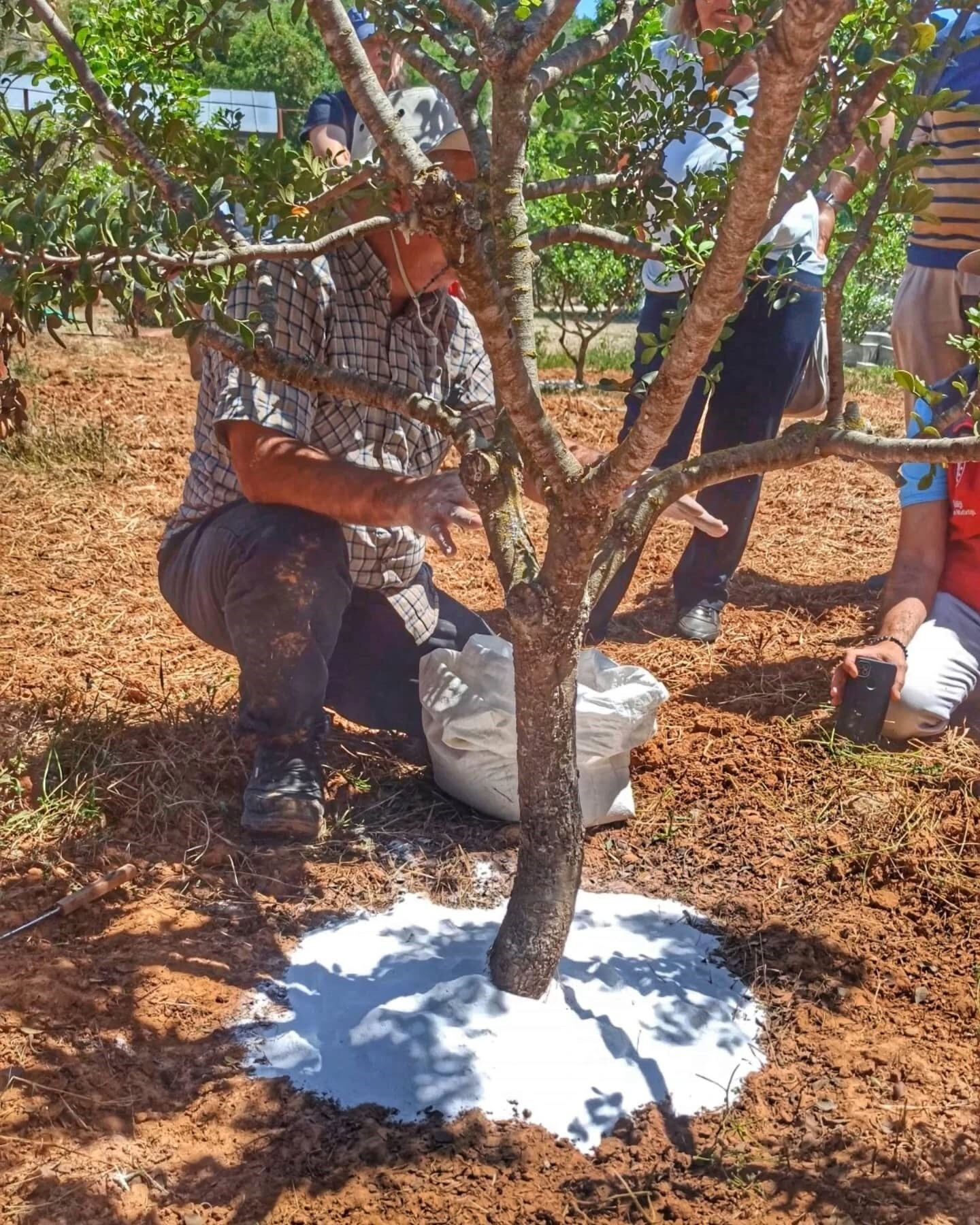 2018'de fidanları hibeyle dağıtılmıştı! Hasat başladı, kilosu 15-20 bin TL - 2. Resim