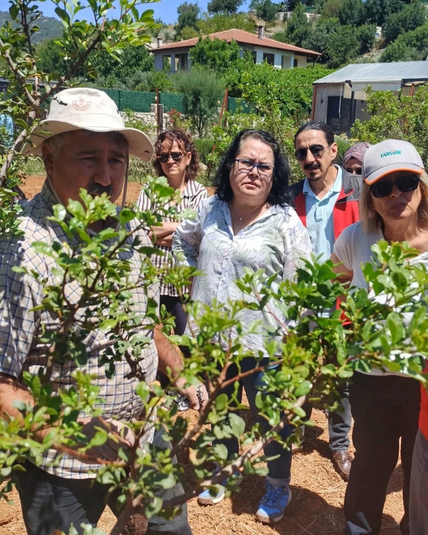 2018'de fidanları hibeyle dağıtılmıştı! Hasat başladı, kilosu 15-20 bin TL - 3. Resim