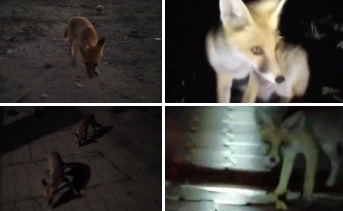 Ekmek dışında bir şey bulamadı, pasta yedirdi! Amasyalı çiftçinin ilginç tilki dostluğu - 1. Resim