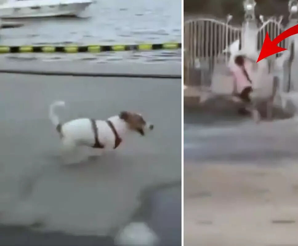 Erol Köse'nin kızı Dijan Köse’nin 'köpek' videosu tepki çekti! Küçük kız korkudan denize atladı - 3. Resim