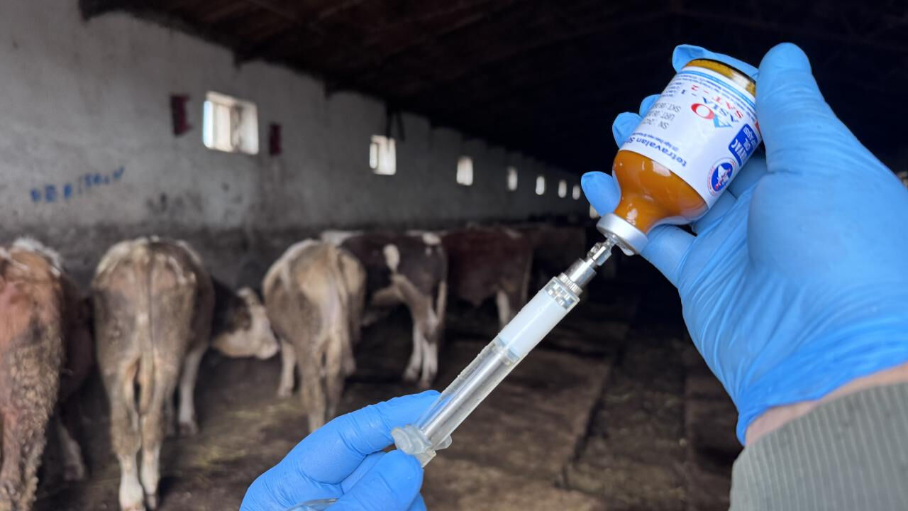 İkinci emre kadar yasaklandı! Tunceli'de şap hastalığına kökten çözüm - 1. Resim
