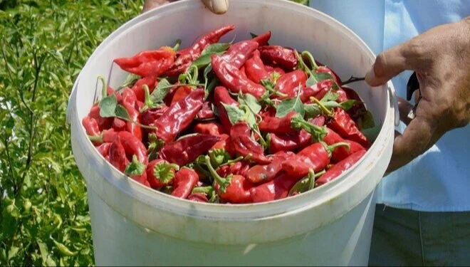 Kokusu, aroması ve lezzetiyle bir başka! Gaziantep'in damak &ccedil;atlatan lezzetinde hasat başladı - 2. Resim