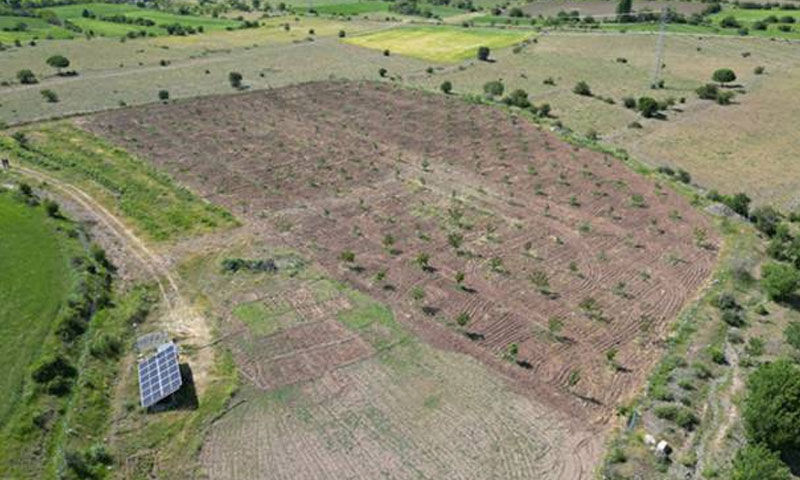 Lahmacun ustasıydı, atıl araziyi dönüştürdü! Dönüm başına 1,5 ton ürün alıyor, müşteriler sırada bekliyor - 1. Resim