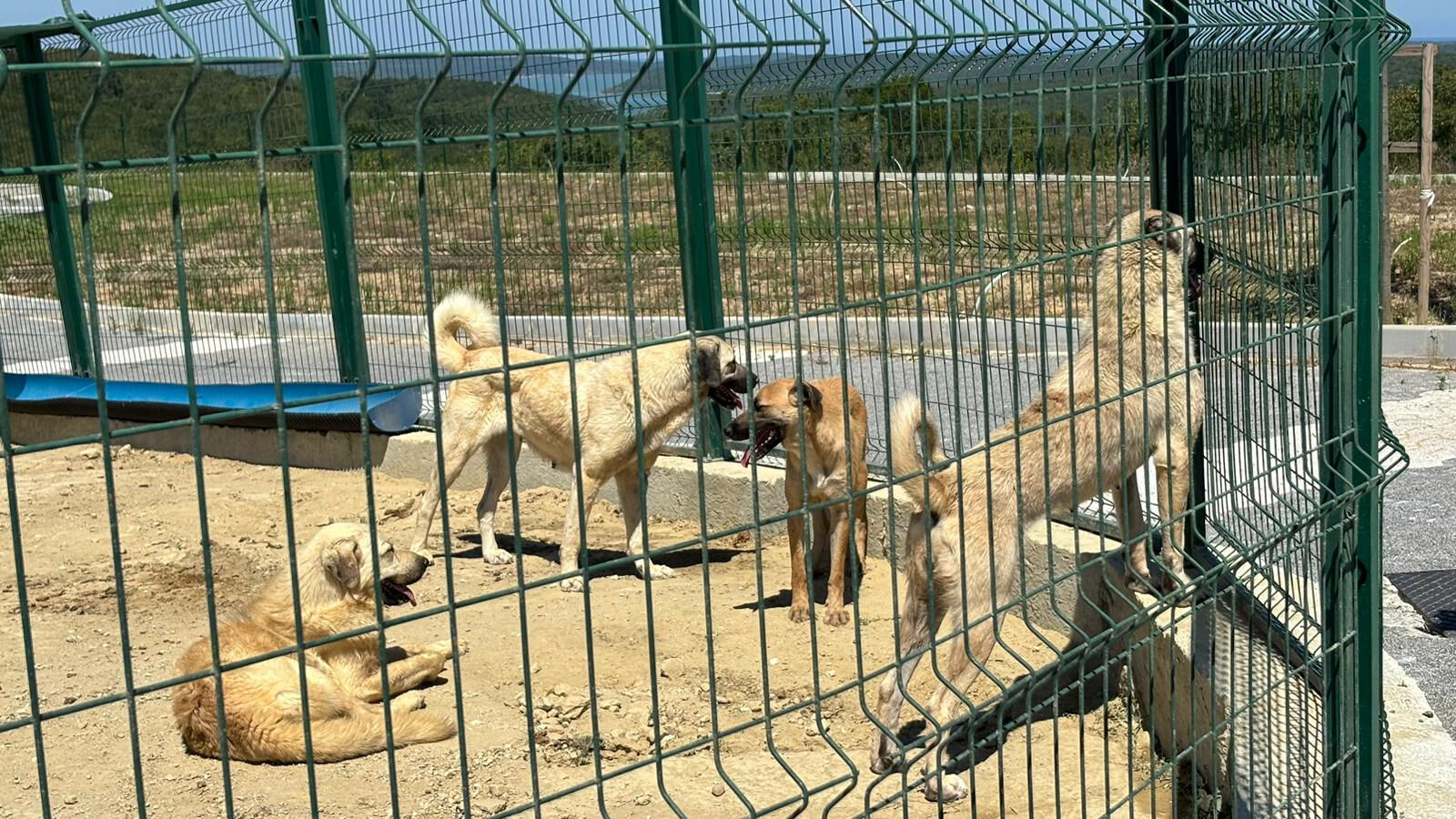 Valilik talimat vermişti! Sahipsiz hayvanlar toplanmaya başladı - 1. Resim