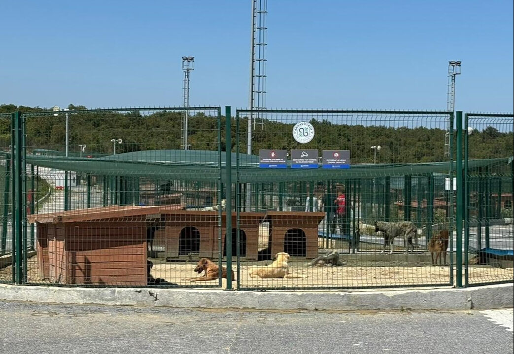 Valilik talimat vermişti! Sahipsiz hayvanlar toplanmaya başladı - 2. Resim