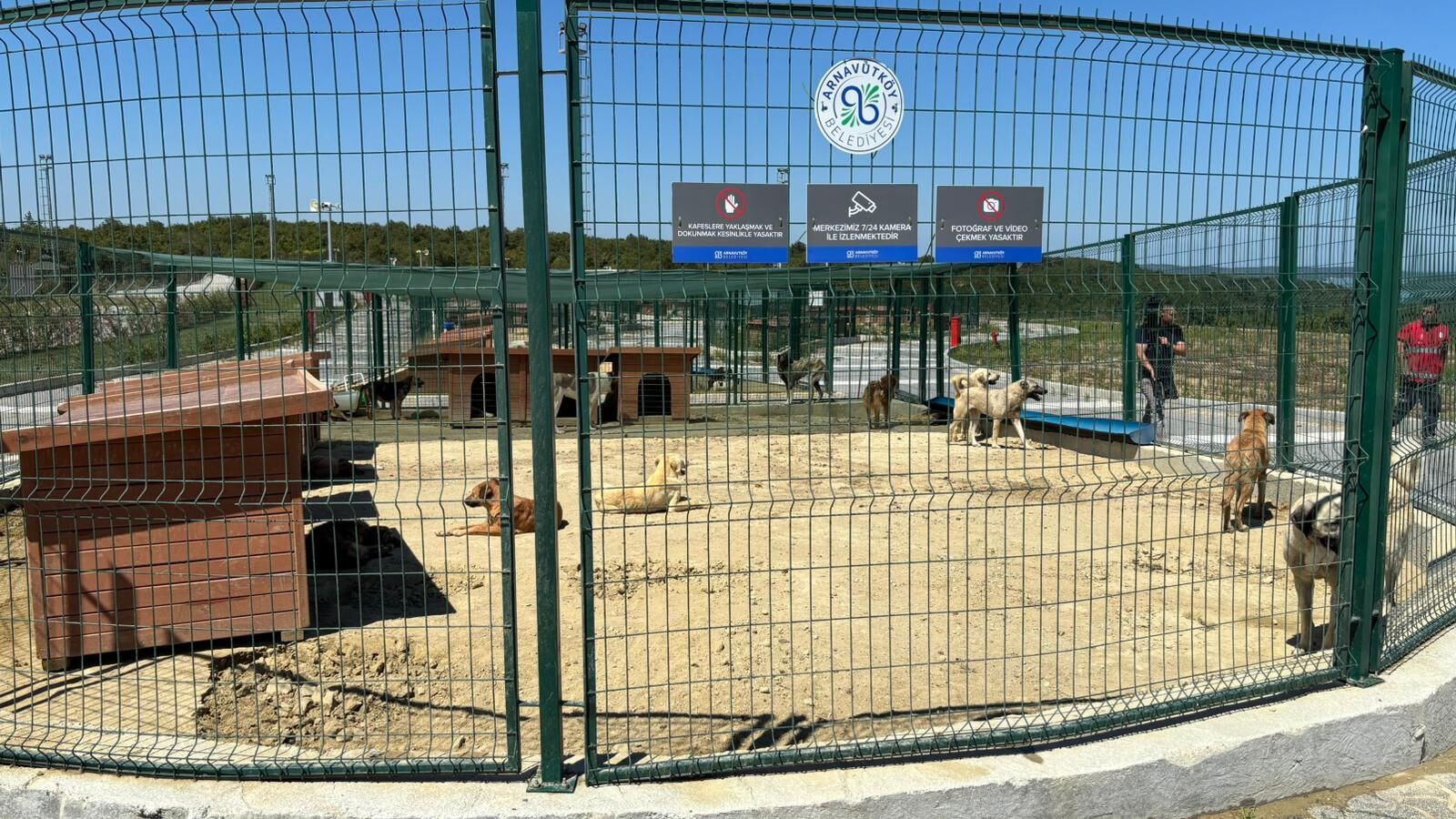 Valilik talimat vermişti! Sahipsiz hayvanlar toplanmaya başladı - 3. Resim