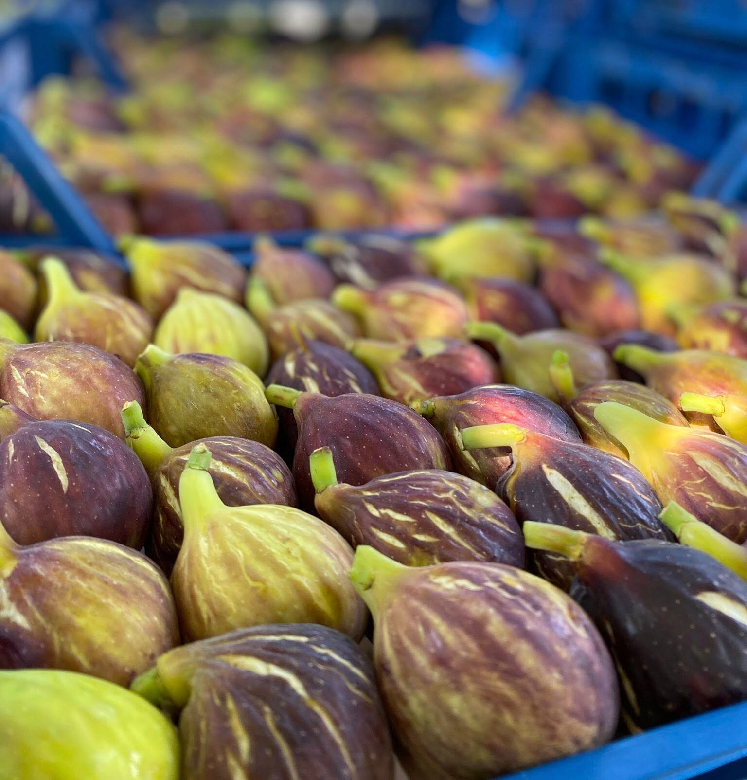 Aroması hayran bırakıyor! Havran siyahında hasat başladı, 680 ton verim bekleniyor - 3. Resim