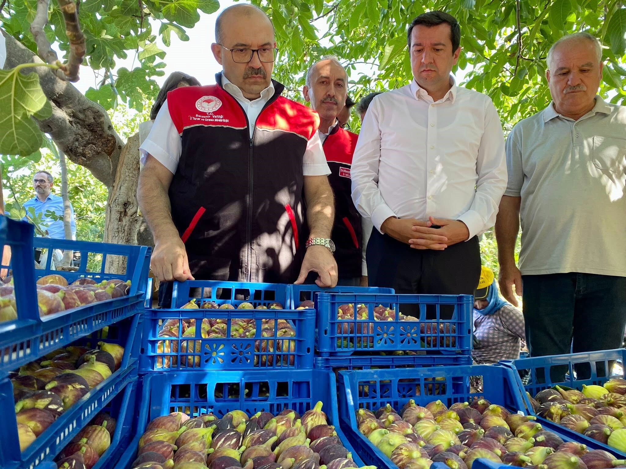 Aroması hayran bırakıyor! Havran siyahında hasat başladı, 680 ton verim bekleniyor - 1. Resim