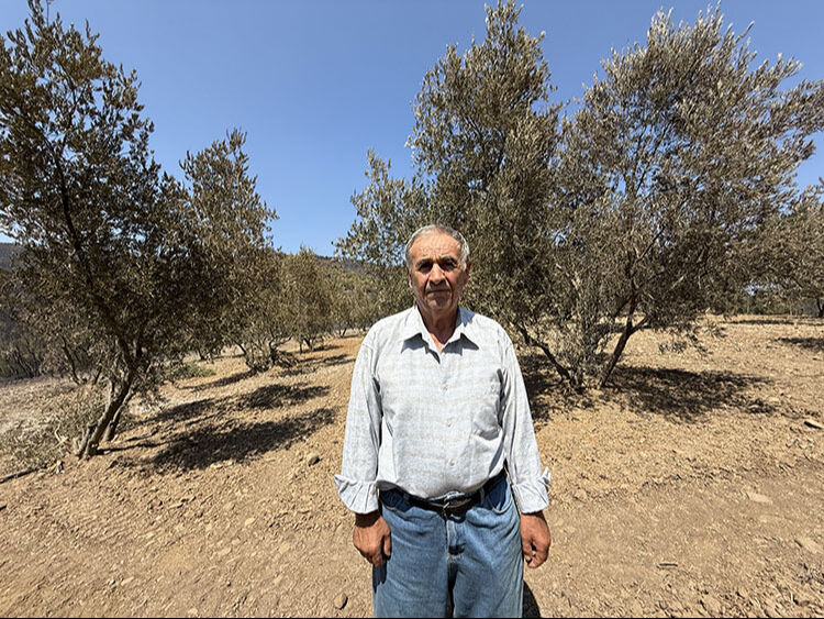 Her yer kül oldu, alevler 150 ağaca dokunmadı! Gelibolu'da şoke eden görüntü - 3. Resim