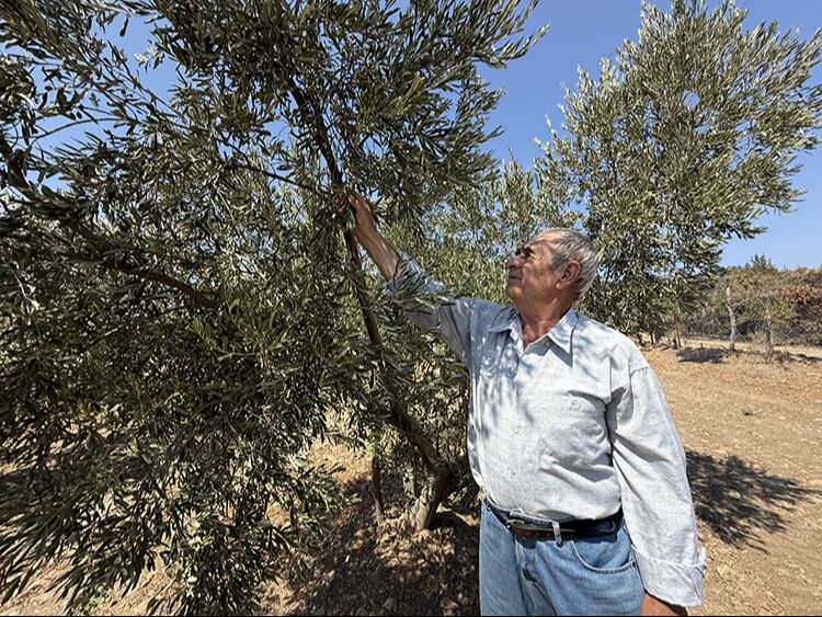 Her yer kül oldu, alevler 150 ağaca dokunmadı! Gelibolu'da şoke eden görüntü - 1. Resim
