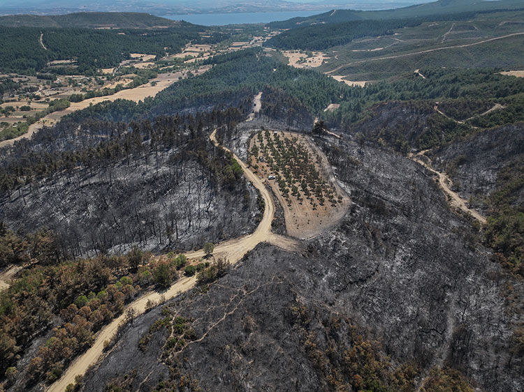 Her yer kül oldu, alevler 150 ağaca dokunmadı! Gelibolu'da şoke eden görüntü - 2. Resim