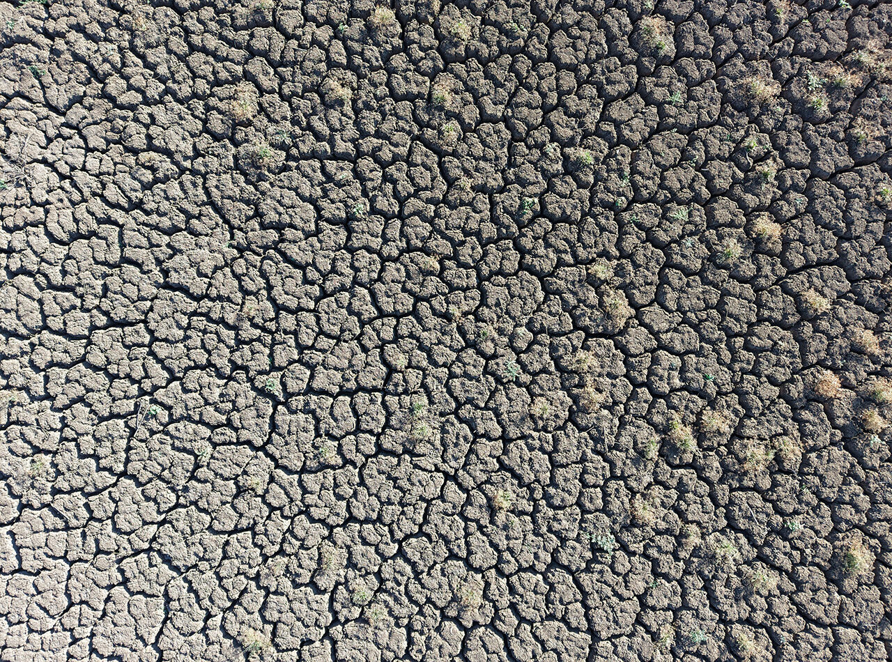 Kuruyan g&ouml;l karpuz tarlasına d&ouml;nd&uuml;, k&ouml;yl&uuml;ler hayret etti: Kimse ekmedi, kendiliğinden ortaya &ccedil;ıktılar - 6. Resim