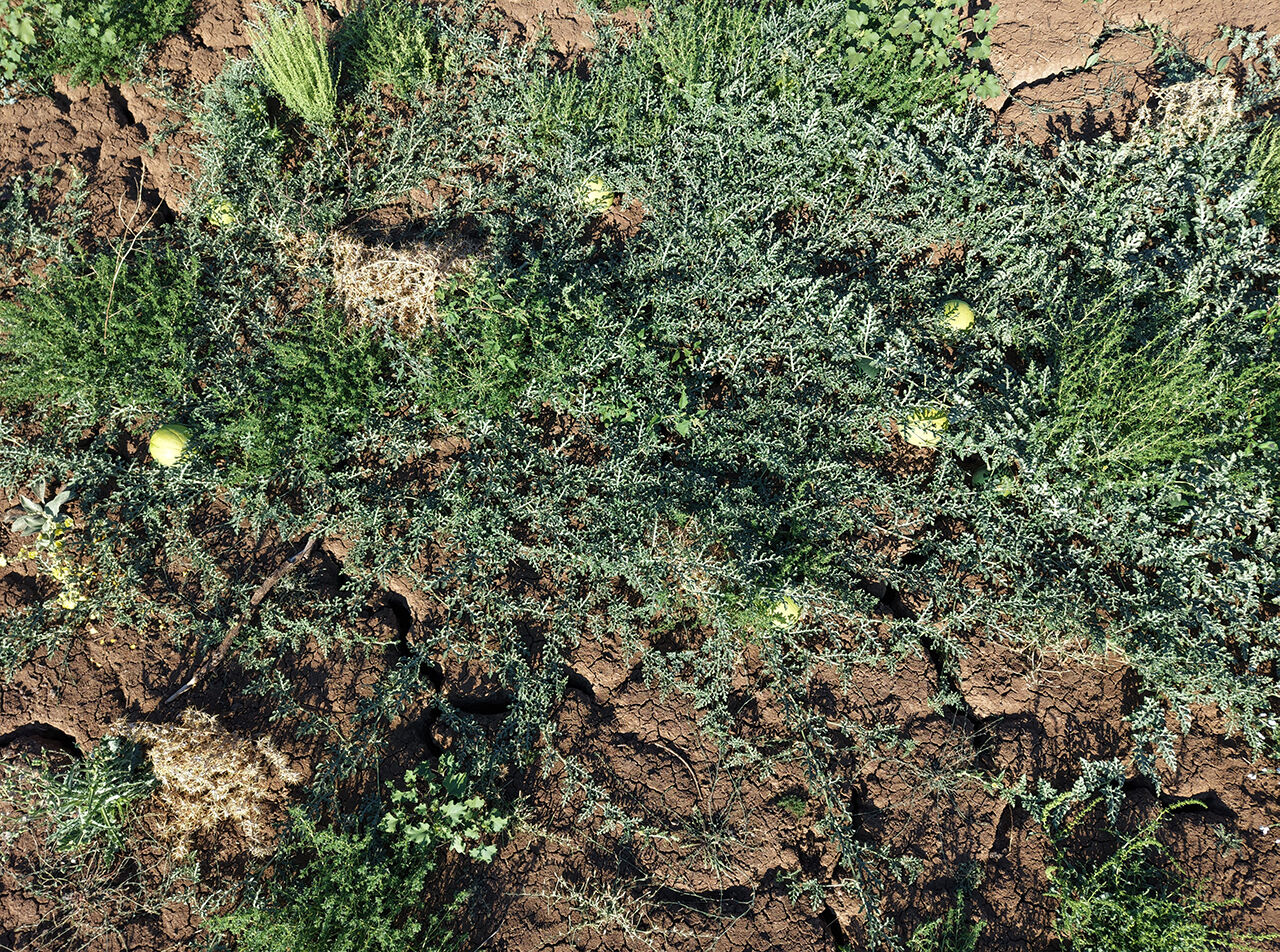 Kuruyan g&ouml;l karpuz tarlasına d&ouml;nd&uuml;, k&ouml;yl&uuml;ler hayret etti: Kimse ekmedi, kendiliğinden ortaya &ccedil;ıktılar - 3. Resim