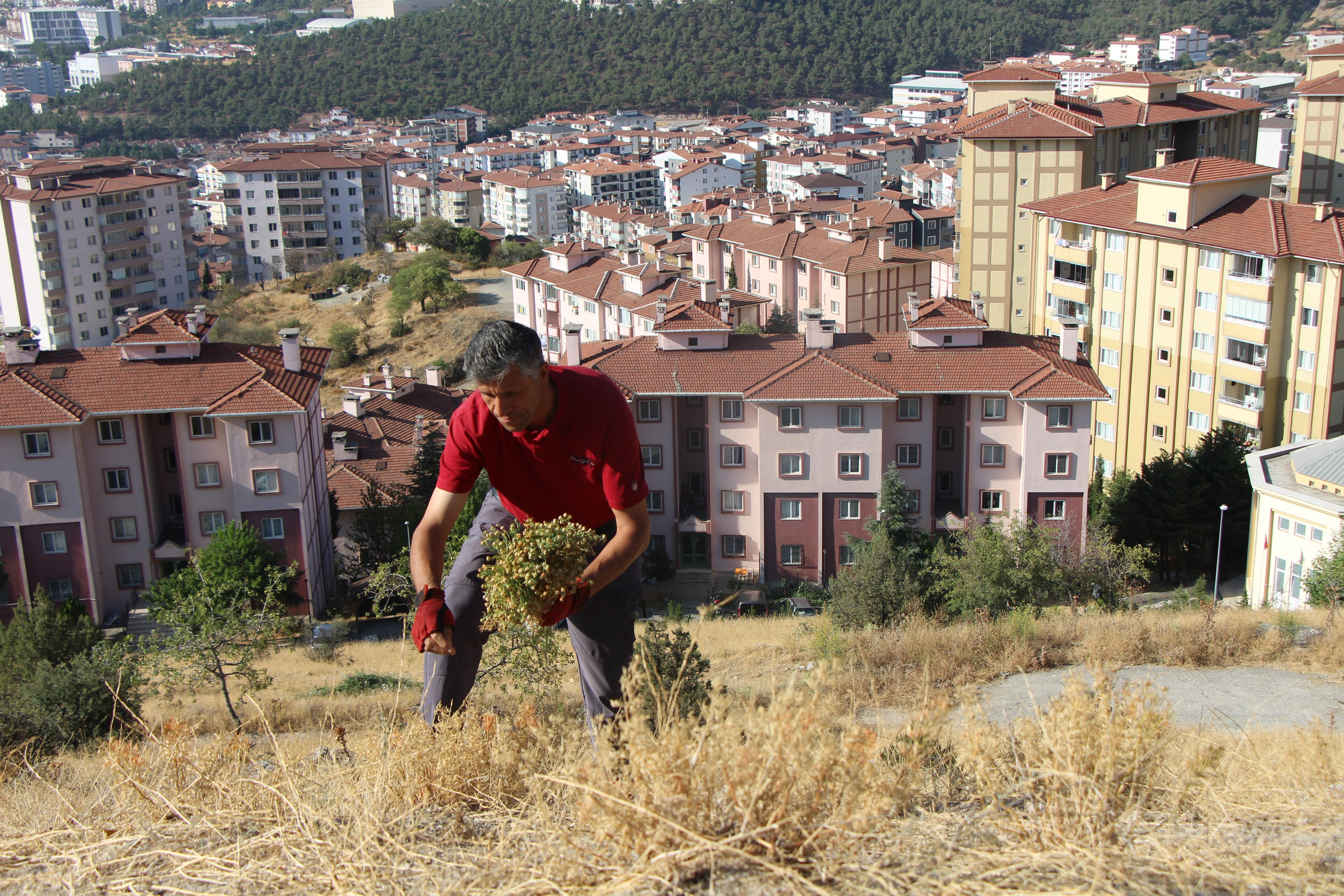 Nazara iyi geldiği s&ouml;yleniyor! Dağ yama&ccedil;larından toplayıp buketini 100 TL'ye satıyor - 2. Resim