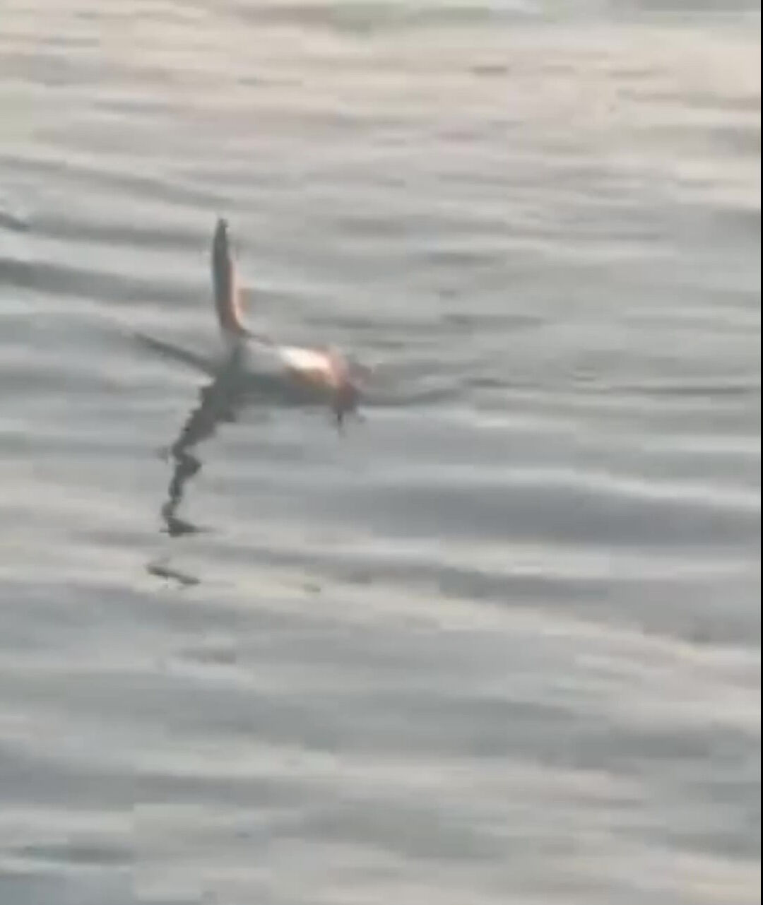 Oltaya balık yerine takılan canlı şoke etti - 1. Resim