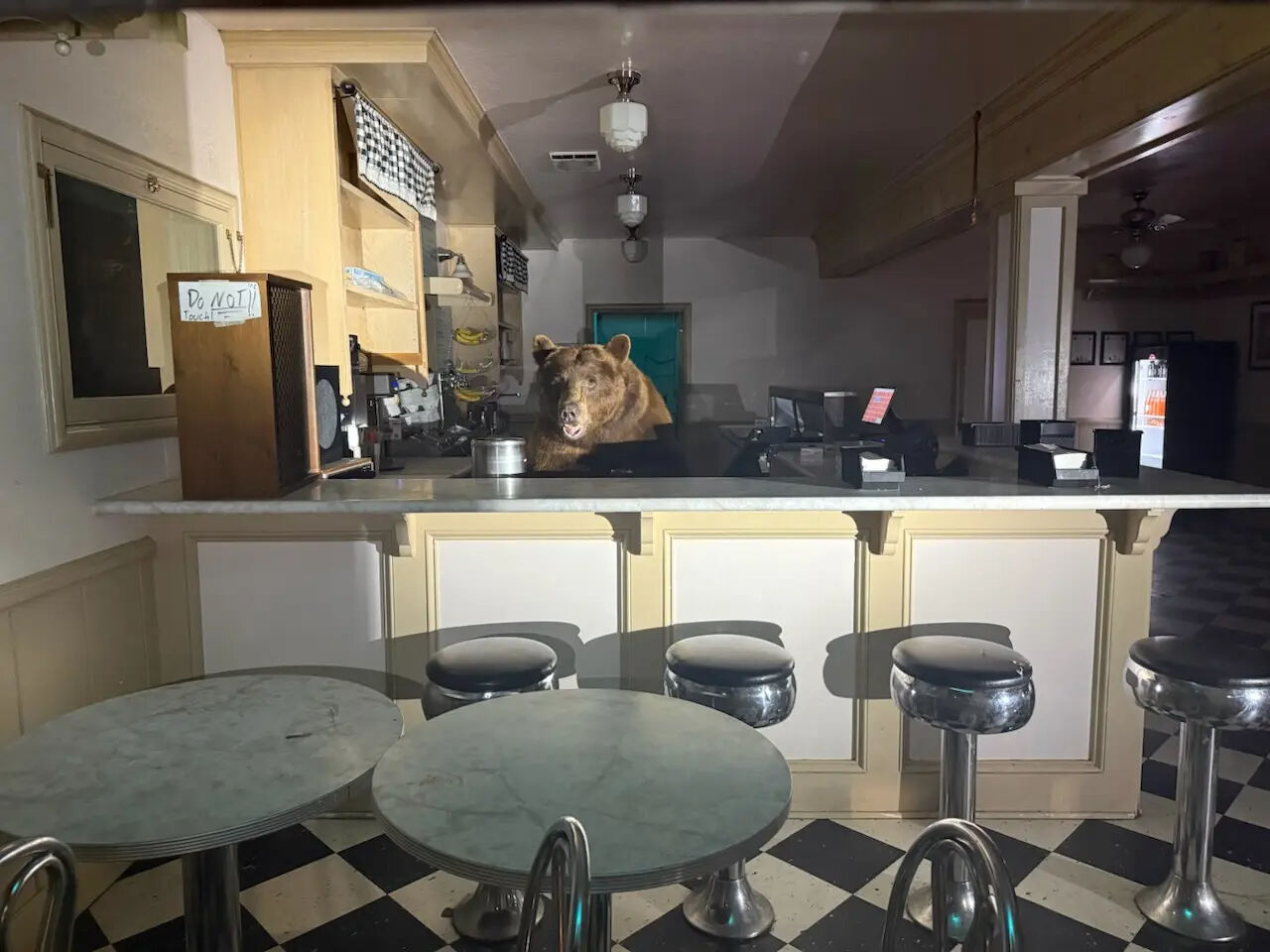 Gözlerine inanamadılar: Ayı dondurmacıya girip kasaya dayandı! - 2. Resim