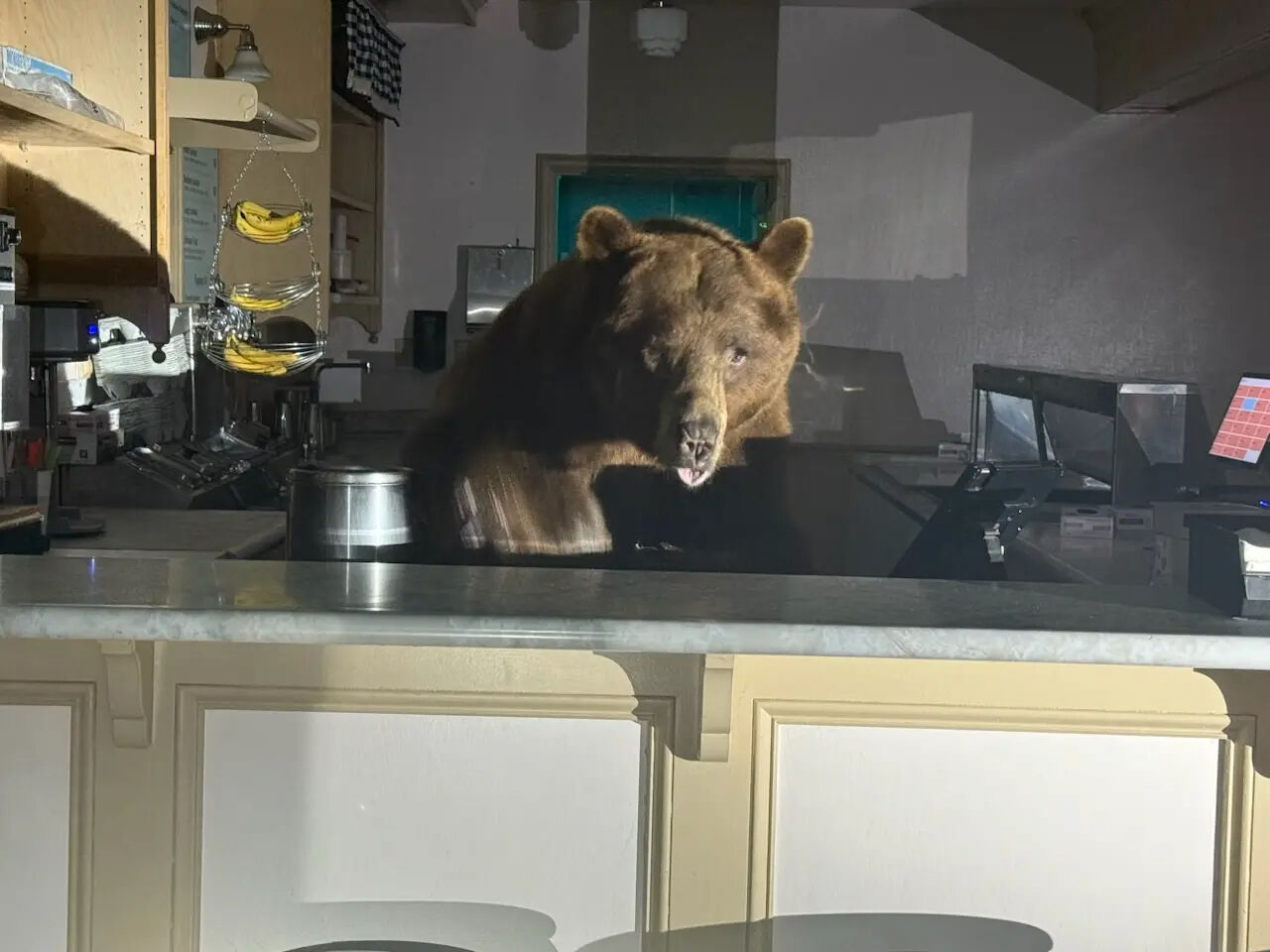 Gözlerine inanamadılar: Ayı dondurmacıya girip kasaya dayandı! - 1. Resim