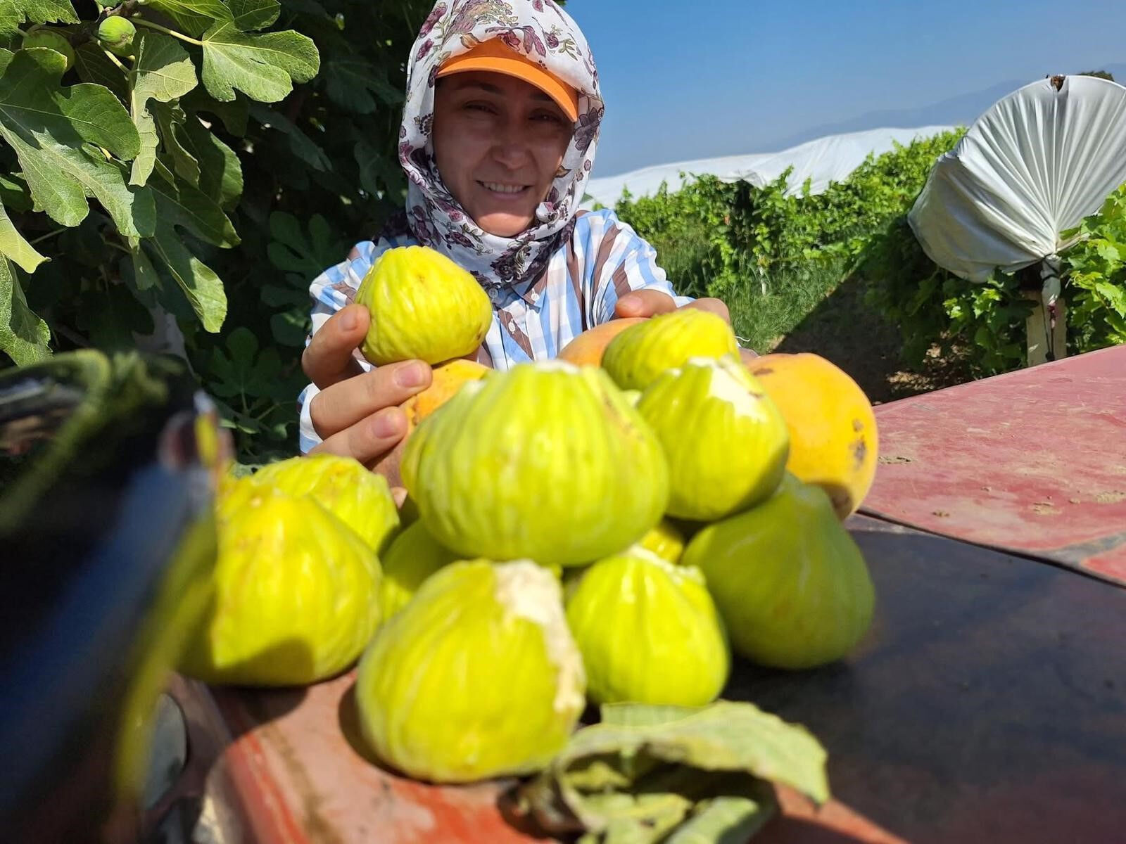 Hem sağlıklı hem lezzetli! Cips olarak tüketiliyor, kış aylarının gözdesi haline geldi - 2. Resim