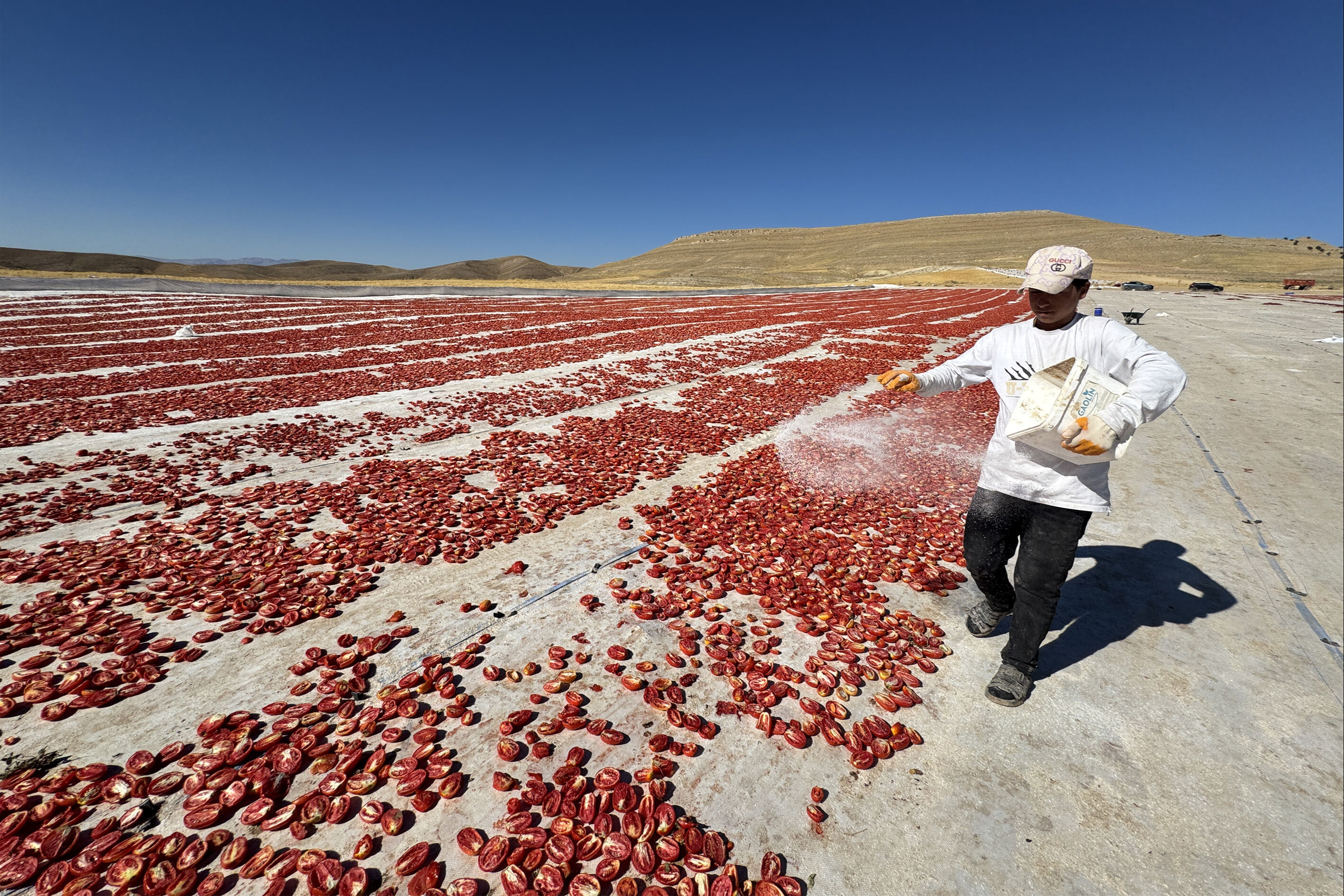 Misafir olarak gittiler, 6 bin dönüm araziyi tarıma kazandırdılar! Yetiştirdikleri 7 ayrı ürünle en az 300 kişiye ekmek kapısı oldular - 2. Resim