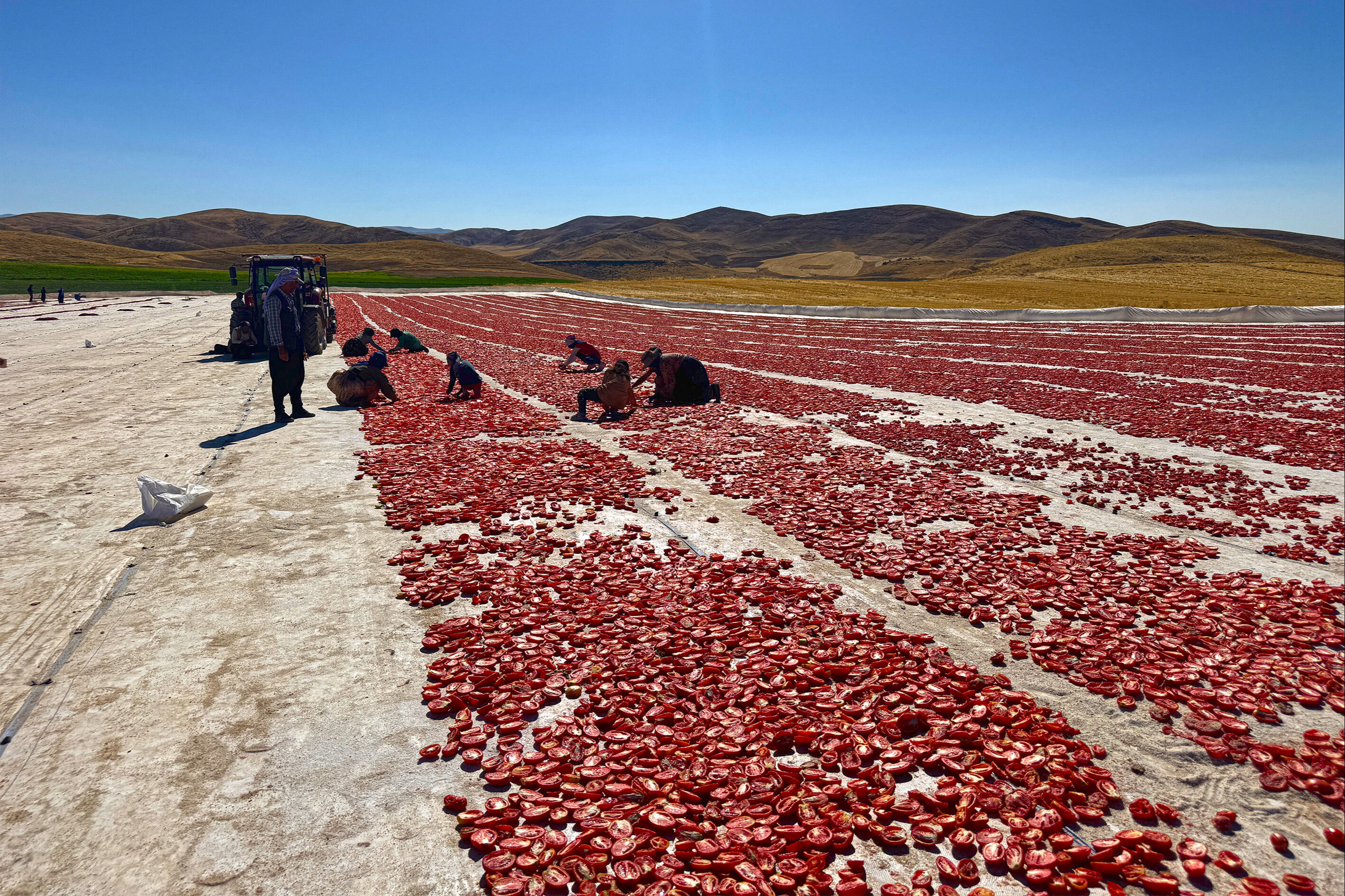 Misafir olarak gittiler, 6 bin dönüm araziyi tarıma kazandırdılar! Yetiştirdikleri 7 ayrı ürünle en az 300 kişiye ekmek kapısı oldular - 1. Resim