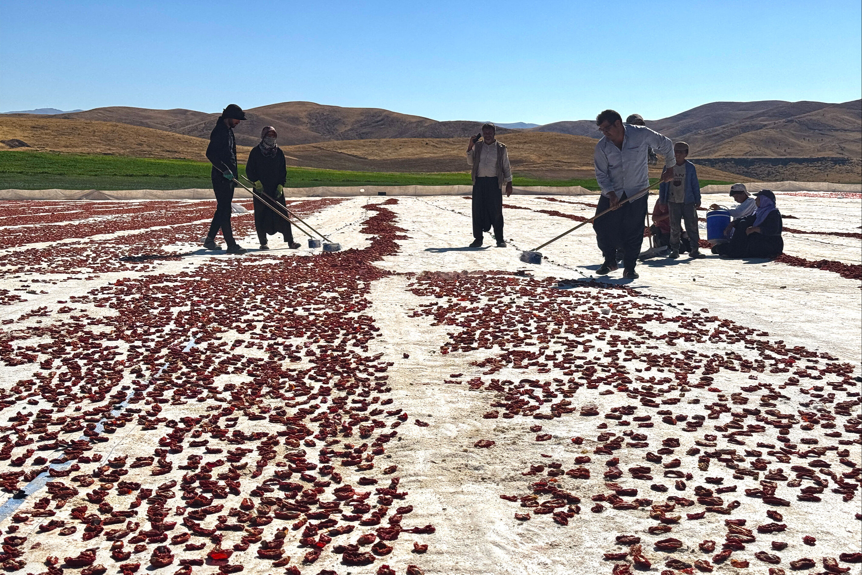 Misafir olarak gittiler, 6 bin dönüm araziyi tarıma kazandırdılar! Yetiştirdikleri 7 ayrı ürünle en az 300 kişiye ekmek kapısı oldular - 3. Resim