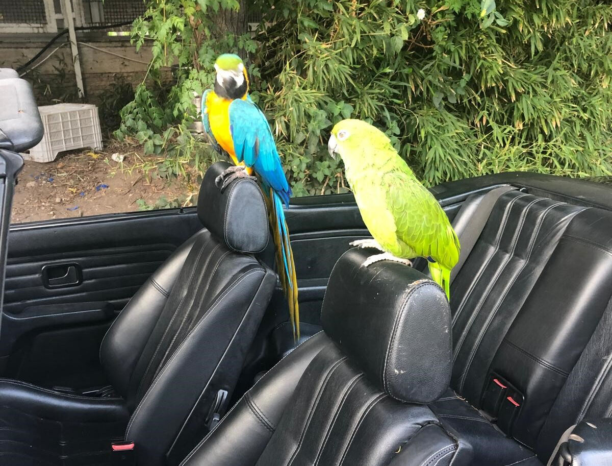 Turgut Özal'ın yadigarı 'Cabbar'a rahat yok... 28 yıllık sahibi isyan etti!