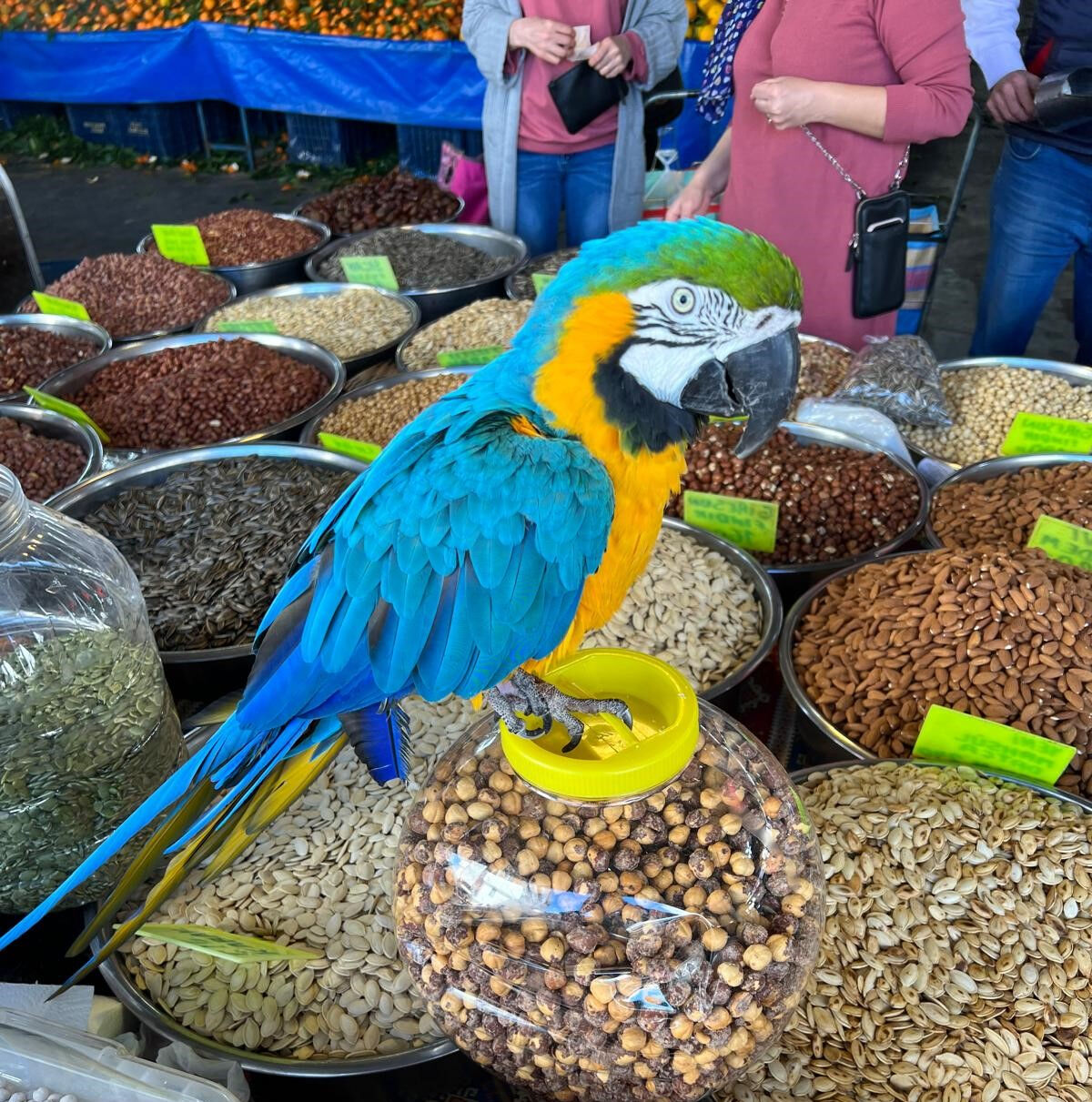 Turgut Özal'ın yadigarı 'Cabbar'a rahat yok... 28 yıllık sahibi isyan etti!