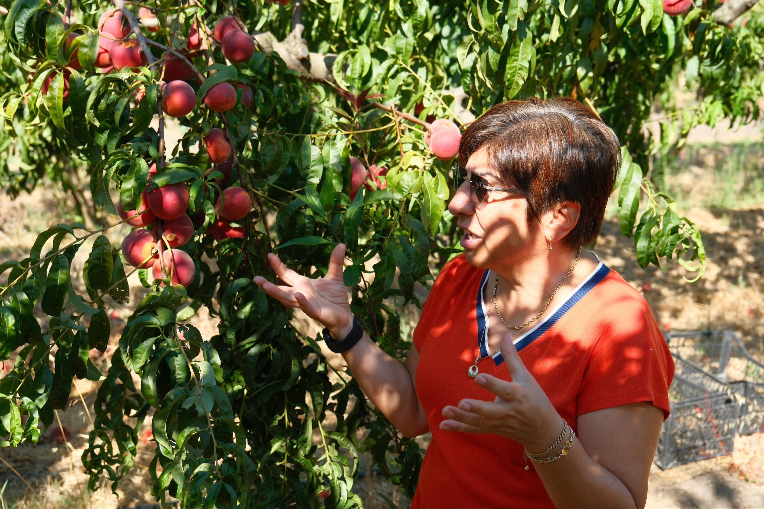 Üniversite kampüsünde gizli bahçe... İspanya'dan geldi Bursa'da test ediliyor! Öğrenciler hasat ediyor - 3. Resim