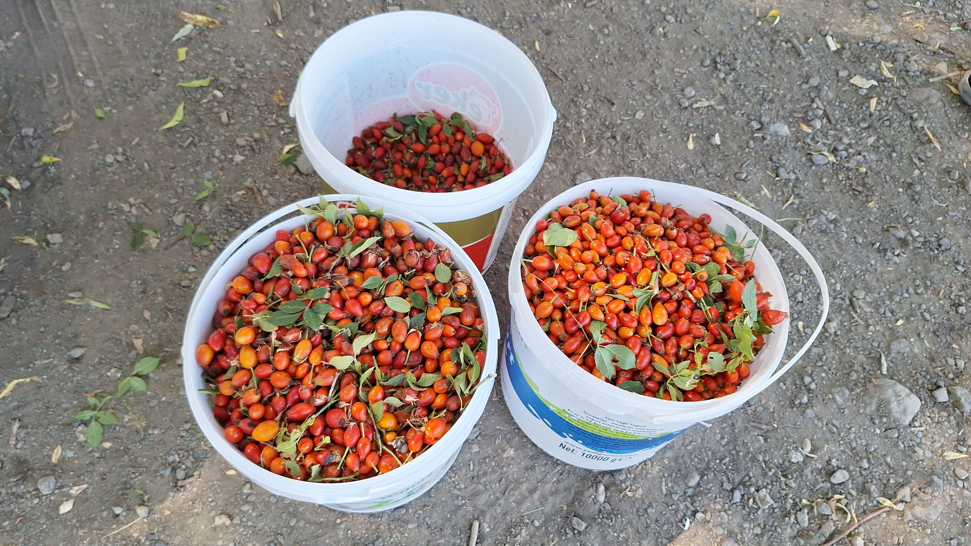 100 gramı 1 kasa portakala eş değer! Hasat dönemi geldi, toplamak için dağlara koşuyorlar - 2. Resim
