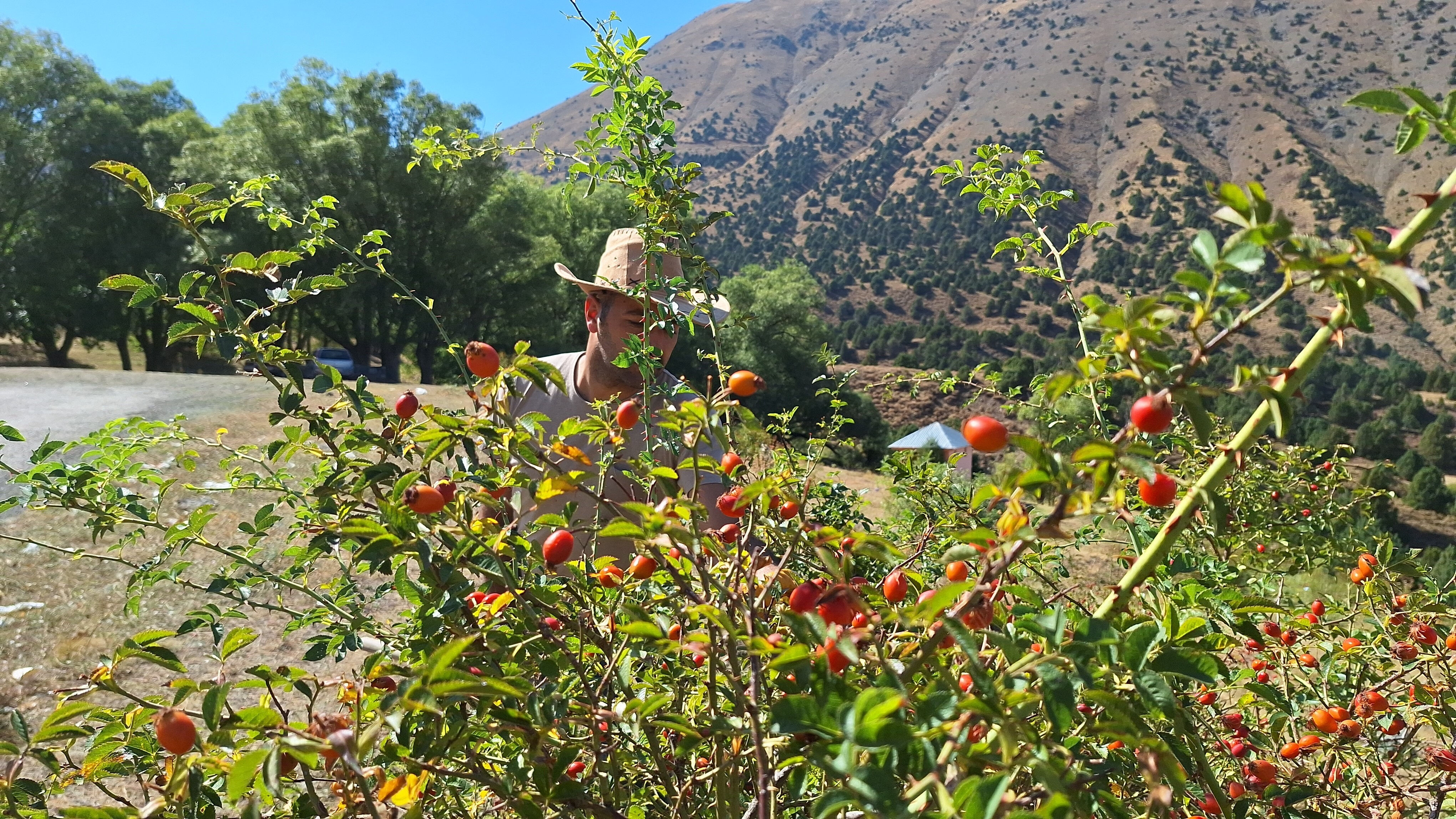 100 gramı 1 kasa portakala eş değer! Hasat dönemi geldi, toplamak için dağlara koşuyorlar - 1. Resim