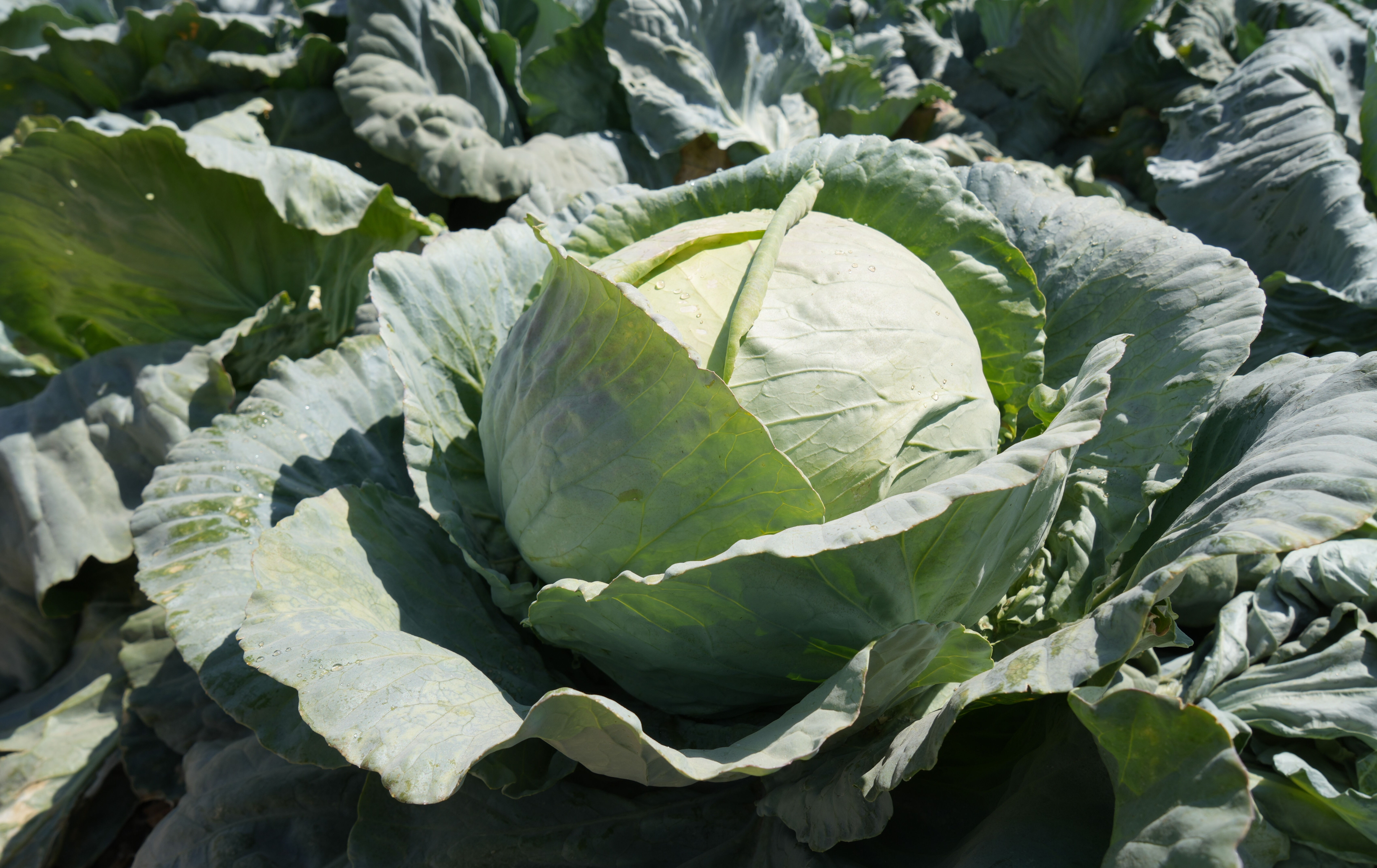 Ata tohumu ile üretimde hasat başladı! Kilosu 10 liradan satılıyor, kapış kapış gidiyor - 2. Resim