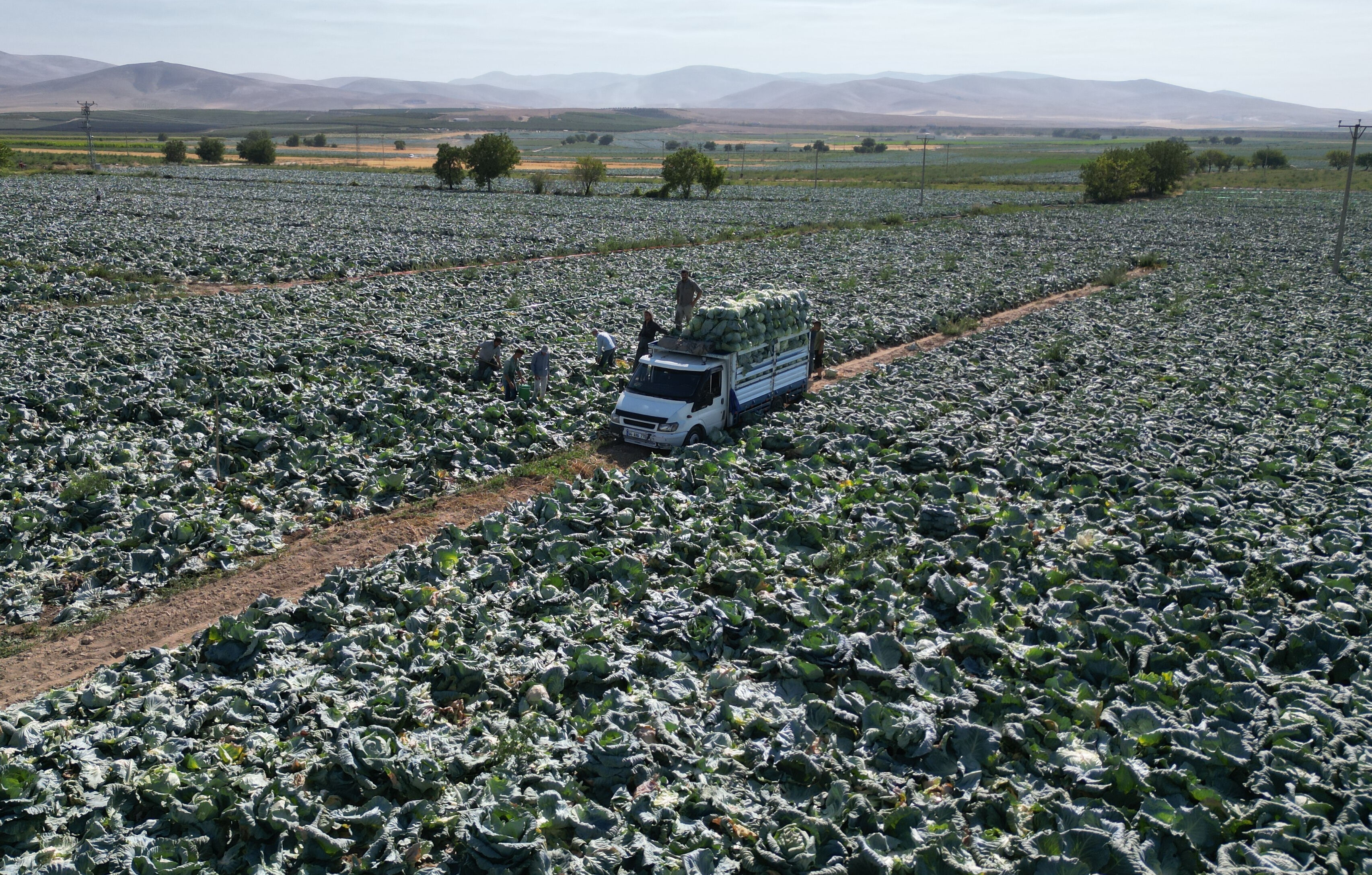 Ata tohumu ile üretimde hasat başladı! Kilosu 10 liradan satılıyor, kapış kapış gidiyor - 1. Resim