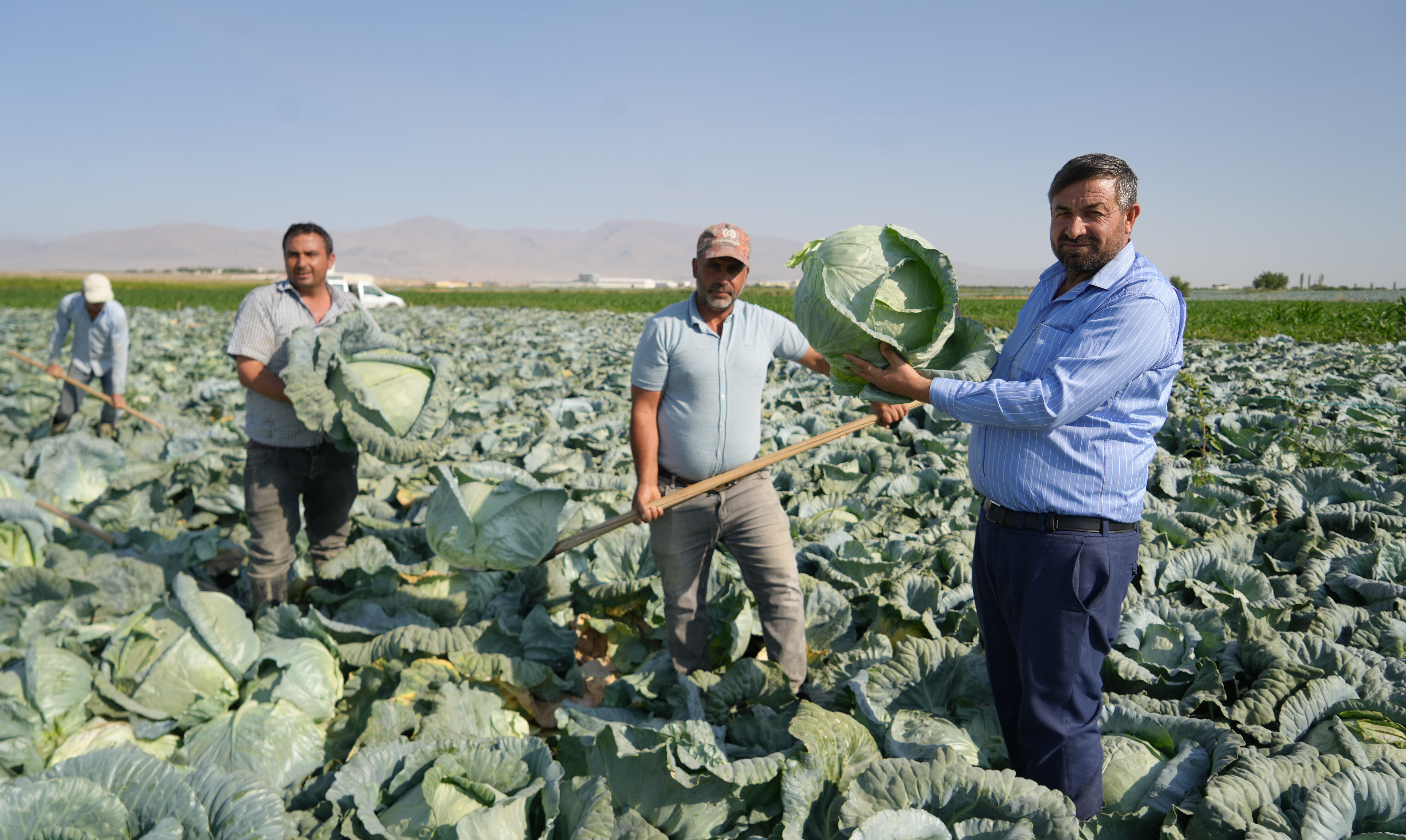 Ata tohumu ile üretimde hasat başladı! Kilosu 10 liradan satılıyor, kapış kapış gidiyor - 3. Resim
