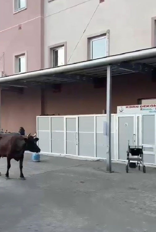Çiftlikten kaçan inek hastanenin aciline uğradı! Çorlu'da gülümseten görüntüler - 1. Resim