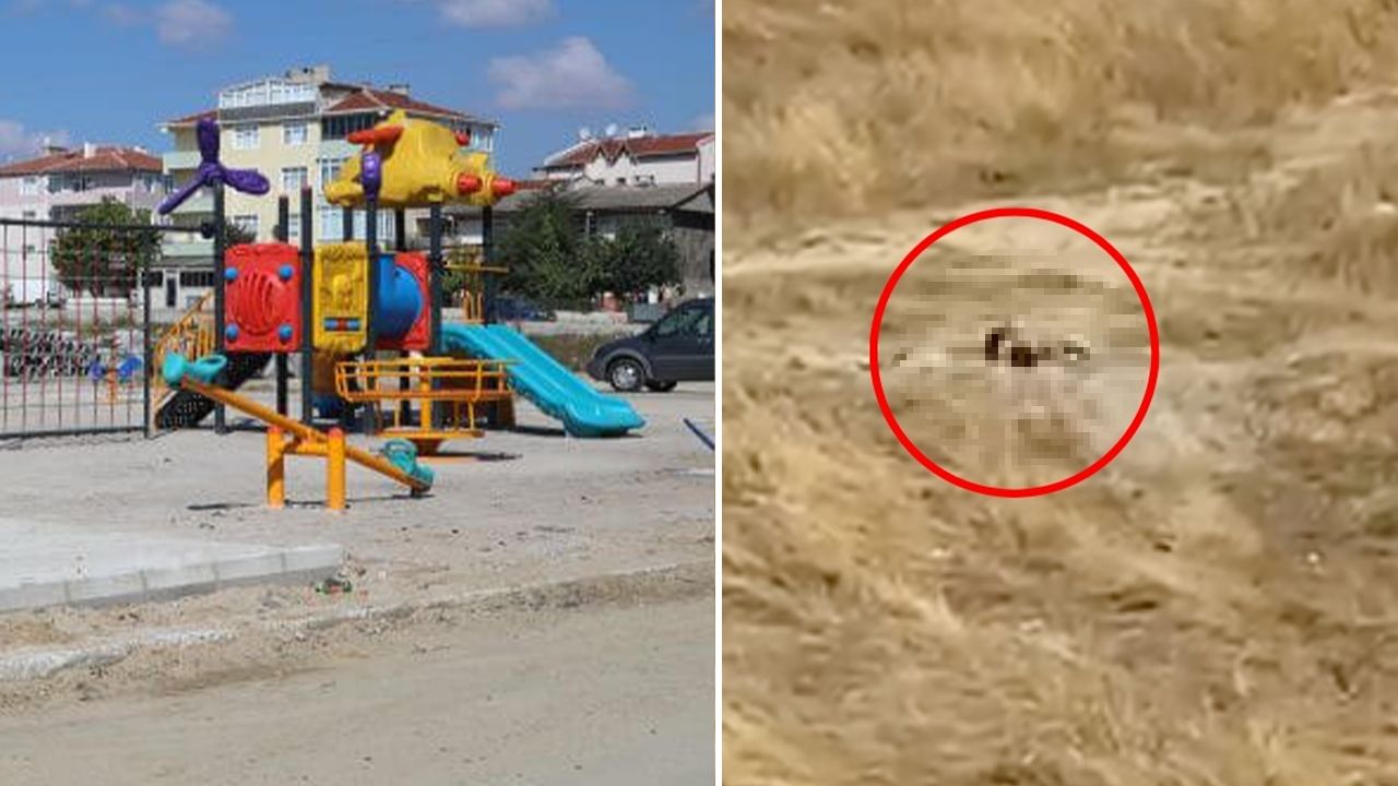 Güpegündüz fuhuş skandalı! Çocuk parkının yanında iğrenç görüntüler, vatandaşlar isyan etti Güpegündüz fuhuş skandalı! Çocuk parkının yanında iğrenç görüntüler, vatandaşlar isyan etti