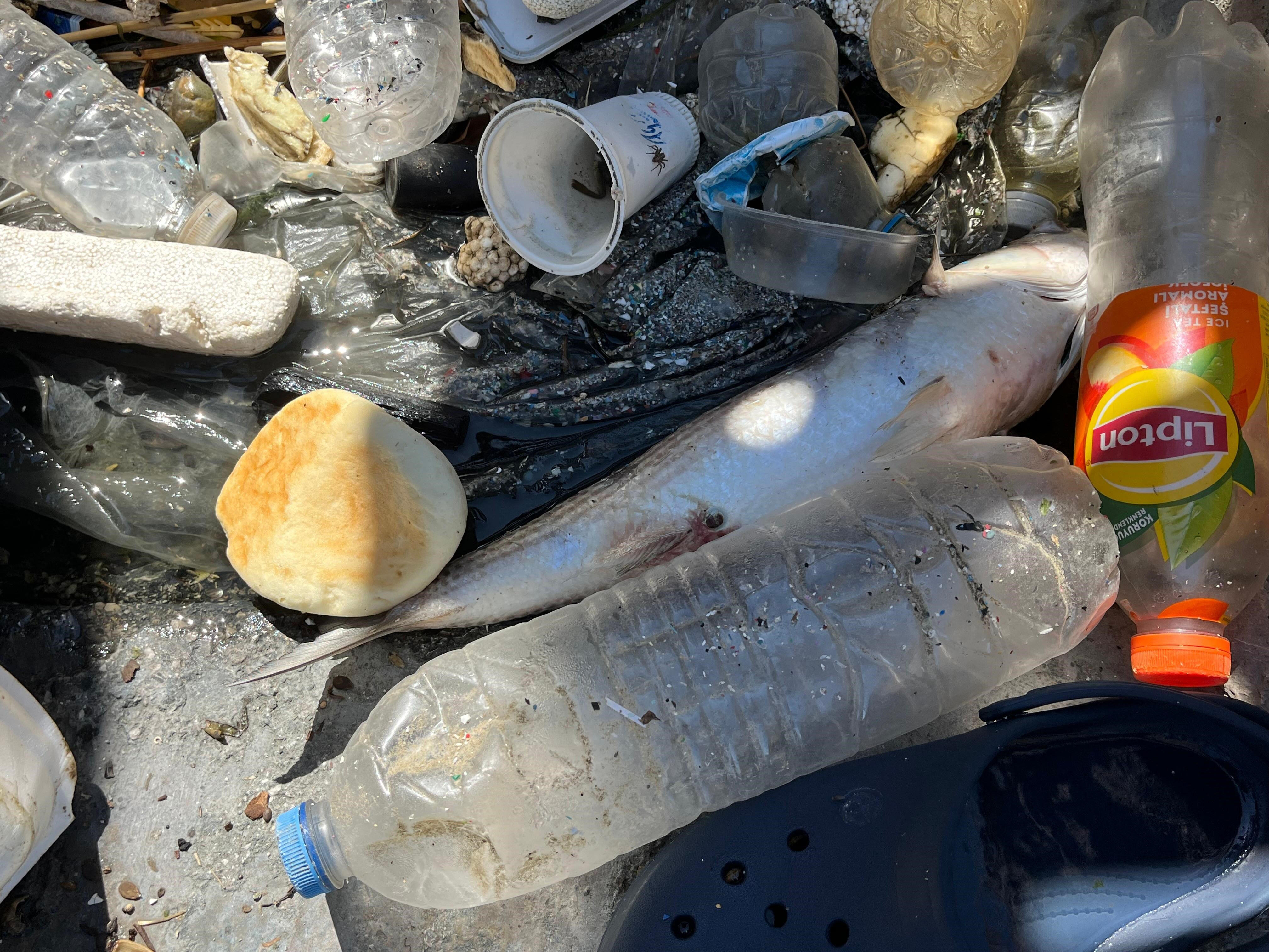 İzmirlilerin çilesi bitmiyor! Körfezdeki koku vatandaşları kaçırdı: Bir daha gelmeyiz - 2. Resim