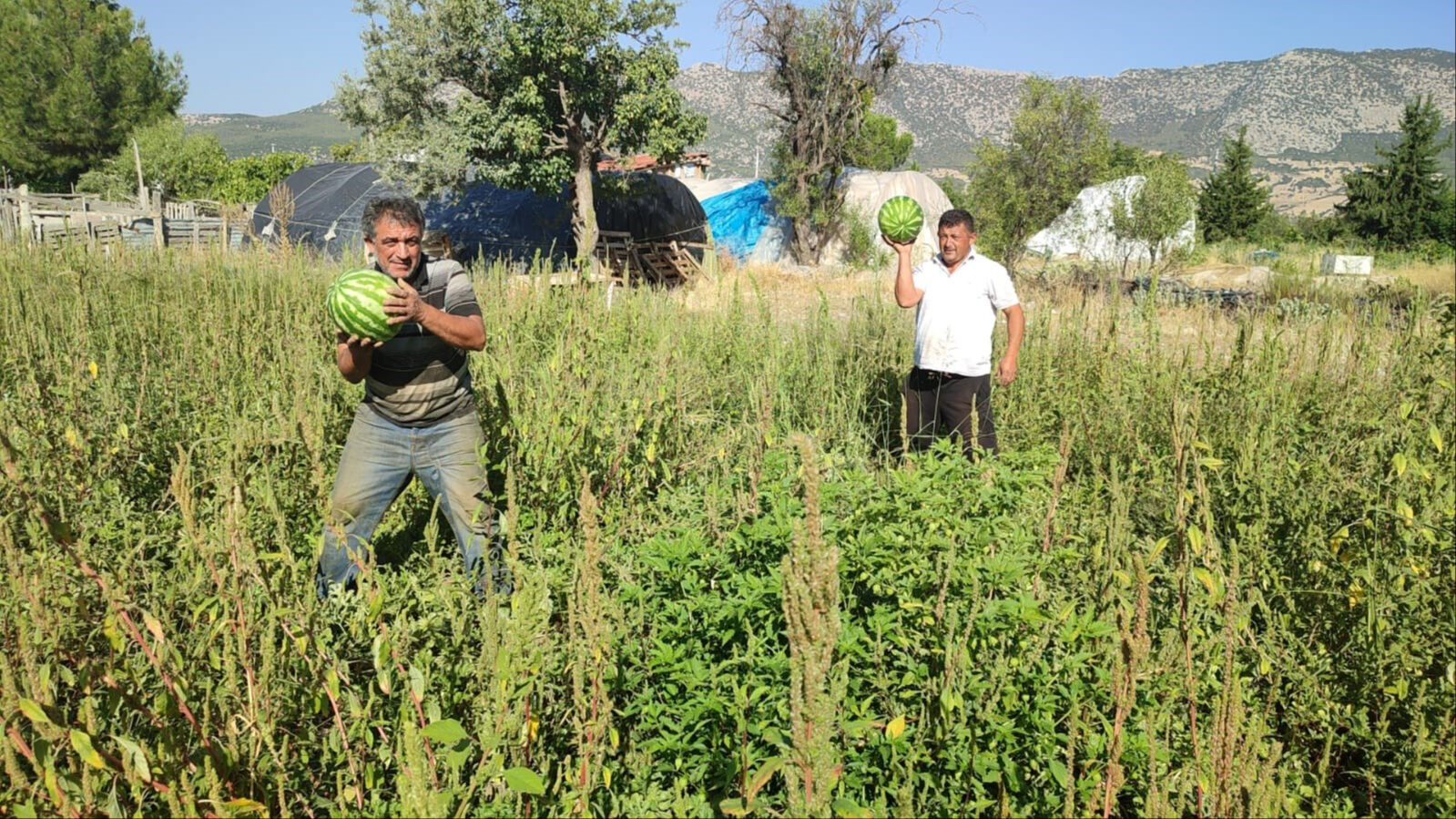 Para etmeyince tarlasını halka a&ccedil;tı! Bedava karpuz dağıtıyor - 1. Resim