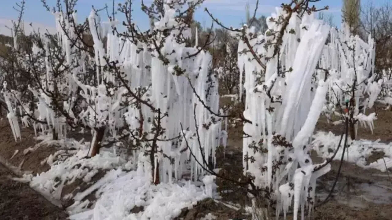 Zirai don üreticiyi perişan etmişti, müjdeli haber geldi! 420 bin üreticiye 23,4 milyar TL destek ödemesi geliyor - 3. Resim