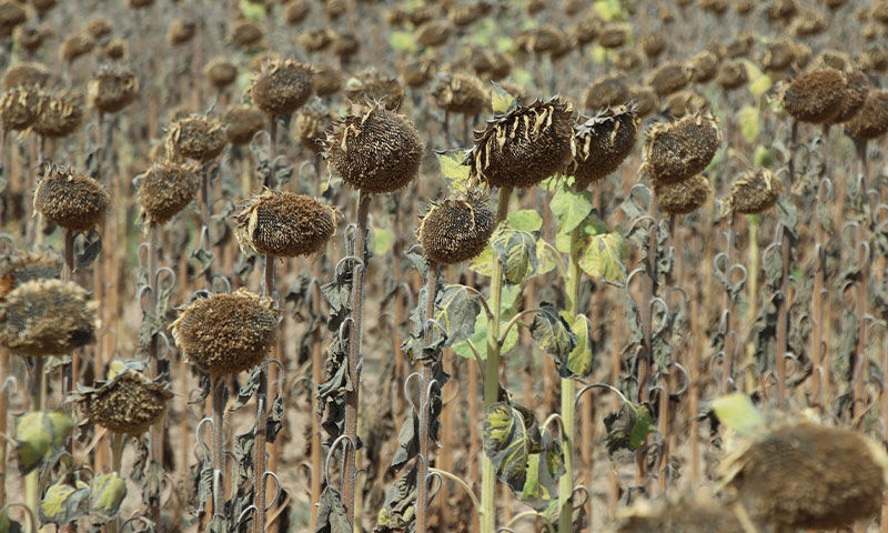 Ayçiçeği üretiminde zorlu sezon! Hasat yüzde 80 tamam, verim kaybının nedeni belli - 4. Resim