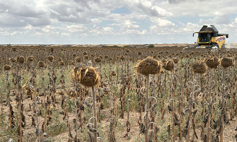 Ayçiçeği üretiminde zorlu sezon! Hasat yüzde 80 tamam, verim kaybının nedeni belli - 1. Resim
