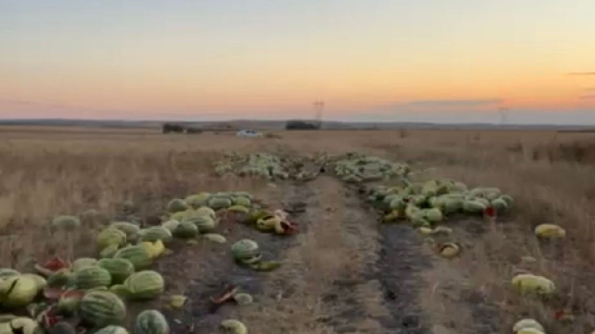 Bir arazi boyunca onlarca karpuz döküldü! Gören vatandaş israfa isyan etti - 1. Resim