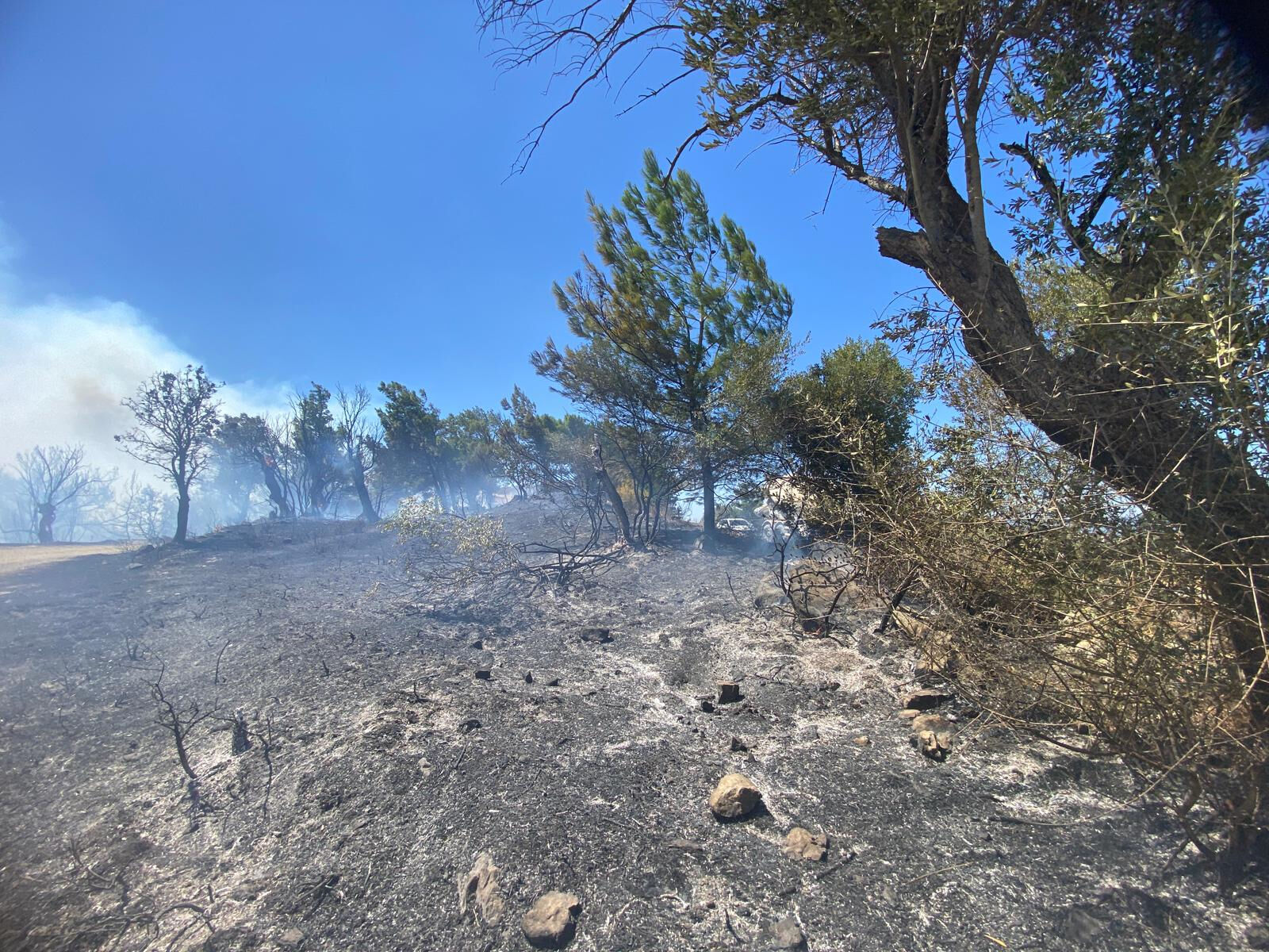 İzmir Seferihisar'da orman yangını! 5 uçak, 11 helikopter müdahale ediyor - 1. Resim