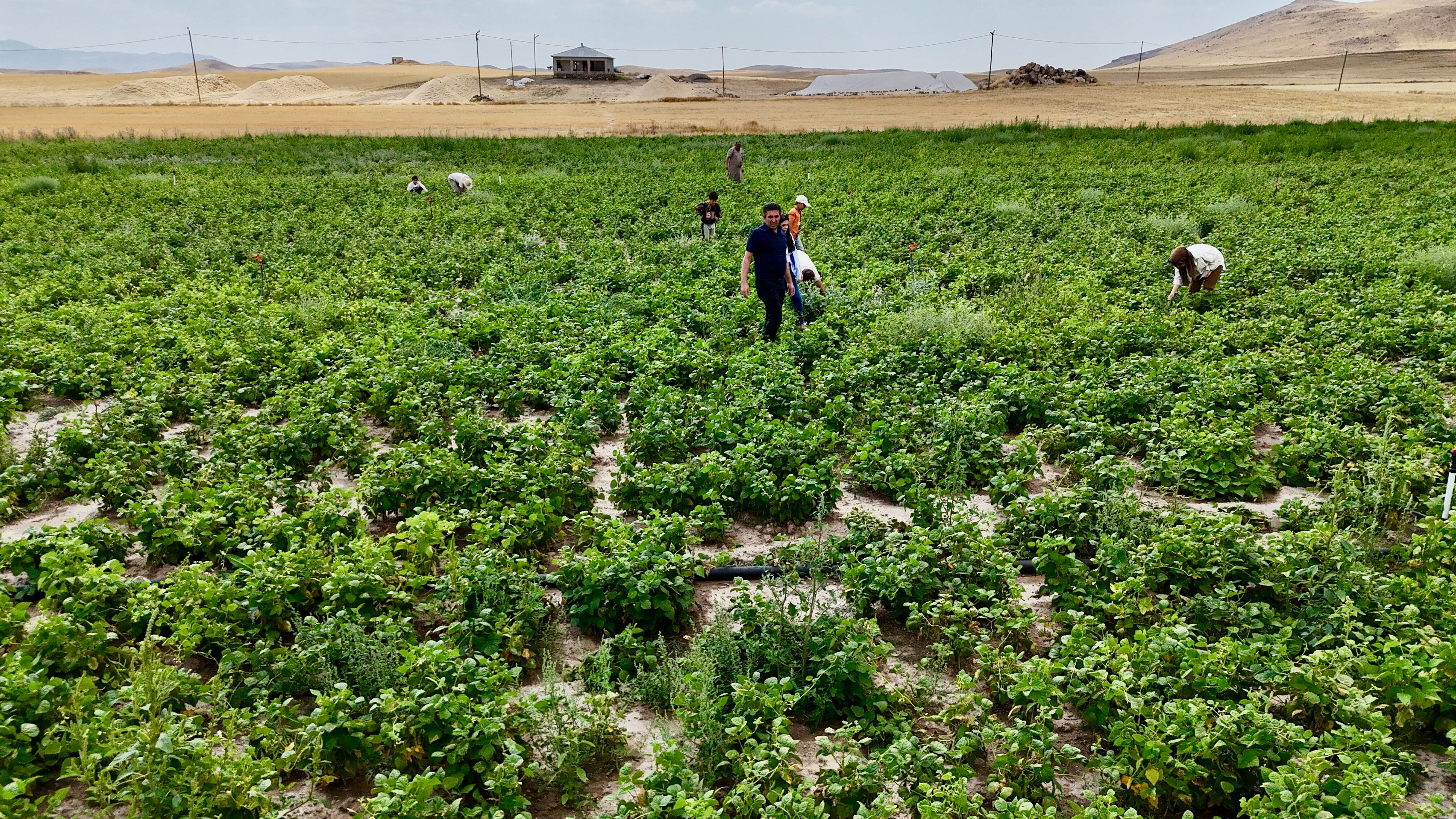 Kanada'dan Ağrı'ya... Yüzde 75'i hibe ürün yetişmez denilen topraklarda coştu! - 2. Resim